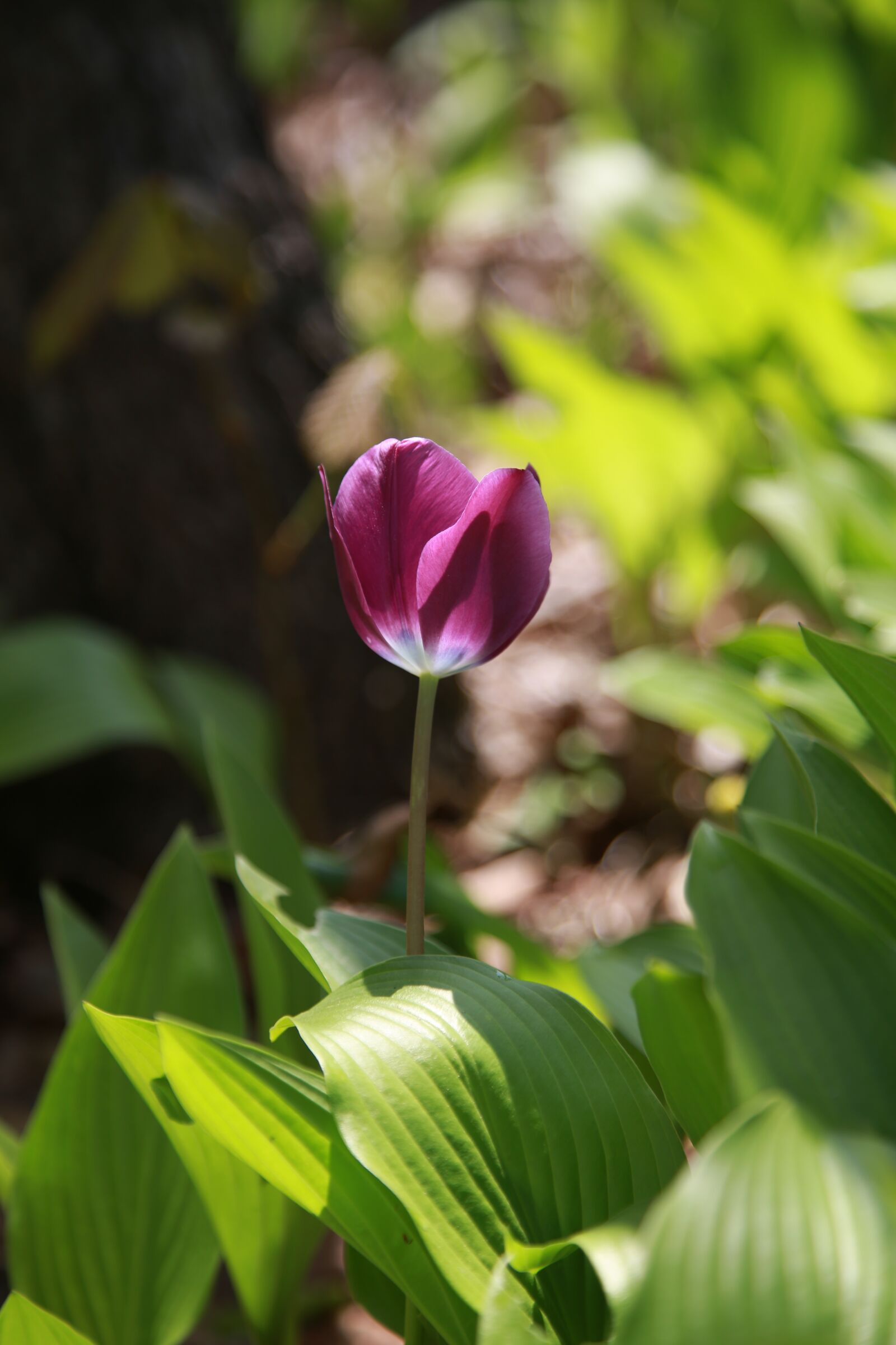 Canon EOS 6D + Canon EF 24-105mm F4L IS USM sample photo. Nature, plants, flowers photography