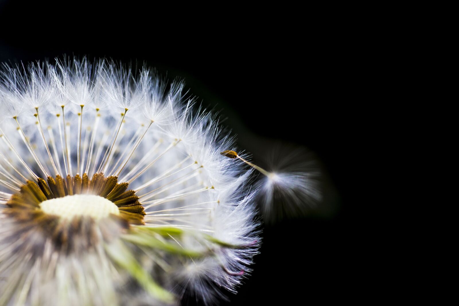 Canon EOS 6D + Sigma 70mm F2.8 EX DG Macro sample photo. Flower, lint, release photography