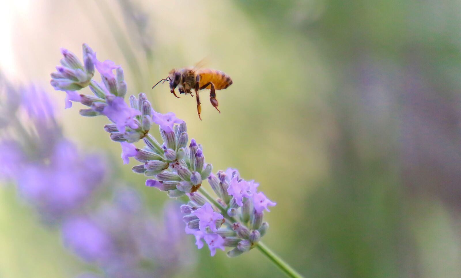 Canon EOS 70D sample photo. Bee, tigist, pollen photography
