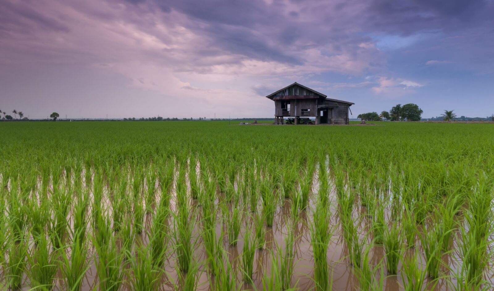 Nikon D90 sample photo. Beautiful, cottage, rice field photography