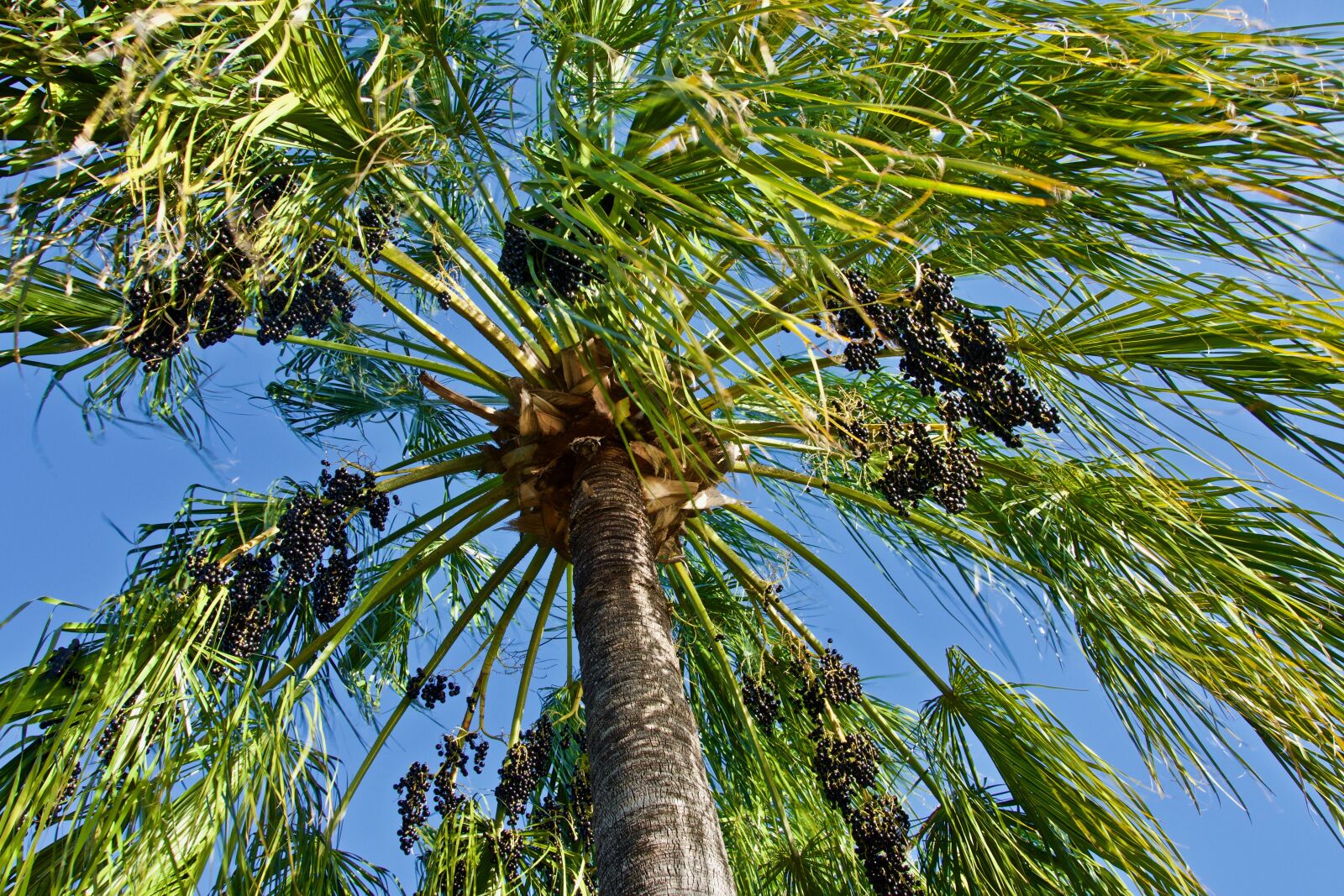 Sony E 18-135mm F3.5-5.6 OSS sample photo. Palm, tree, fruit photography
