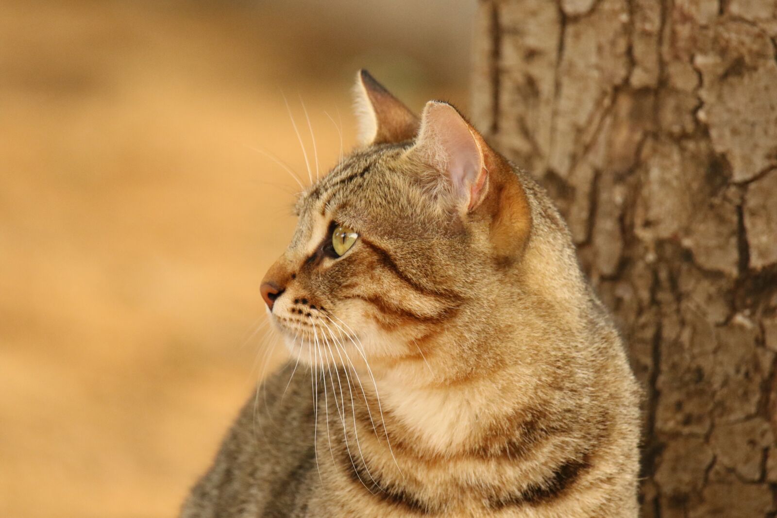 Canon EOS 7D Mark II sample photo. Cat, animal, close up photography