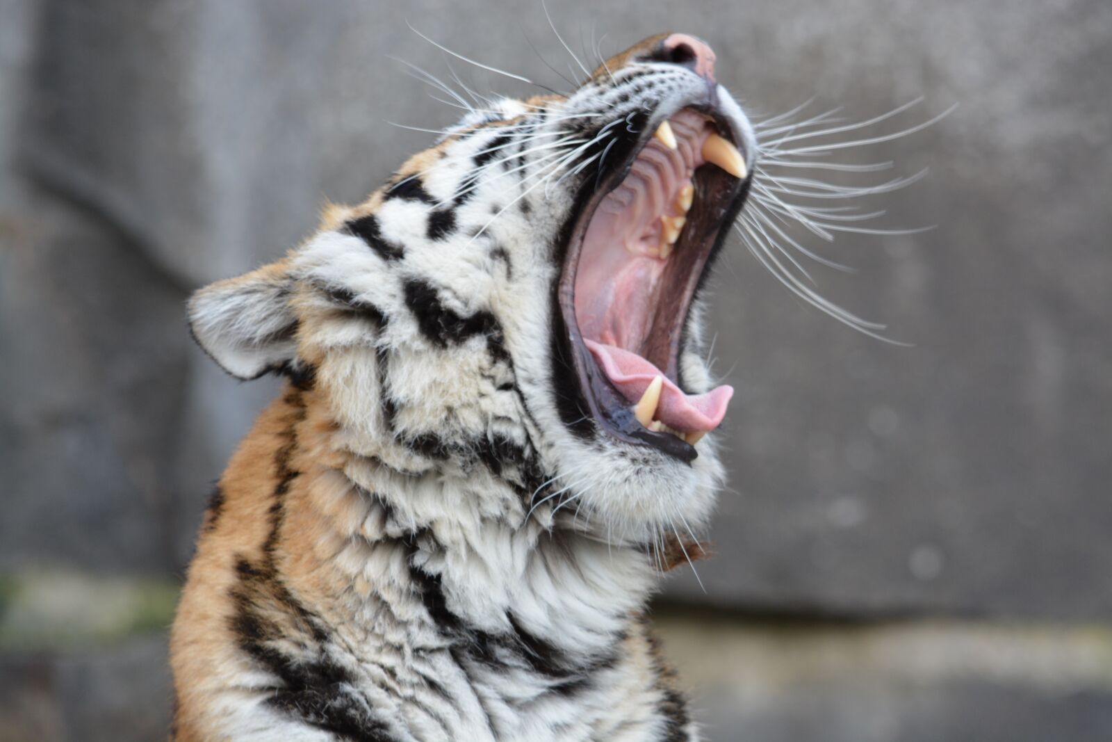 Nikon D5200 sample photo. Animal world, animal, nature photography