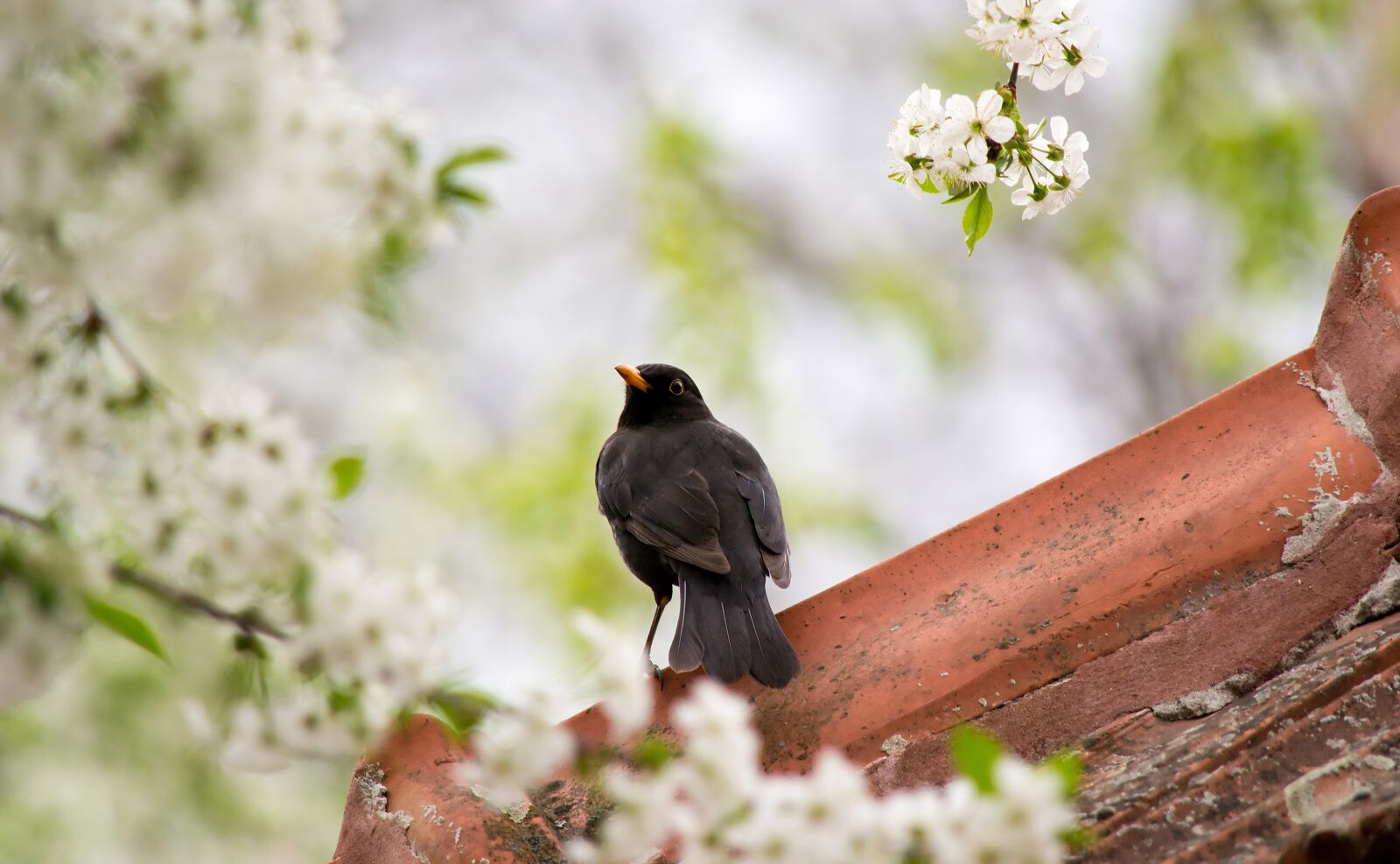 Nikon D3100 sample photo. Blackbird, bird, flowers photography