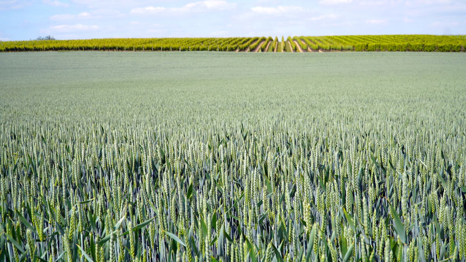 Sony E PZ 18-105mm F4 G OSS sample photo. Cereals, field, agriculture photography