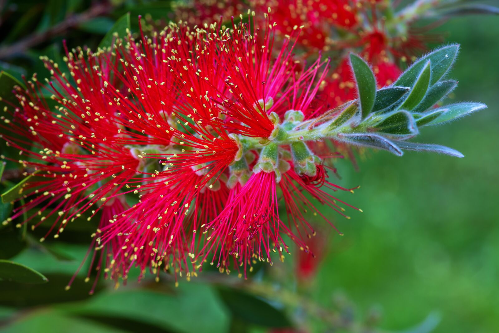 Nikon D7200 sample photo. Callistemon, bottlebrush, myrtle plant photography