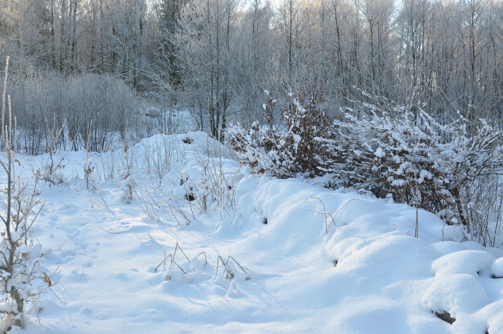 Nikon D90 sample photo. Nature, winter, forest photography
