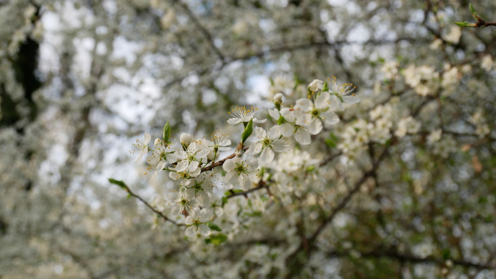 Panasonic Lumix DMC-GX85 (Lumix DMC-GX80 / Lumix DMC-GX7 Mark II) sample photo. Cherry, blossoms, nature photography