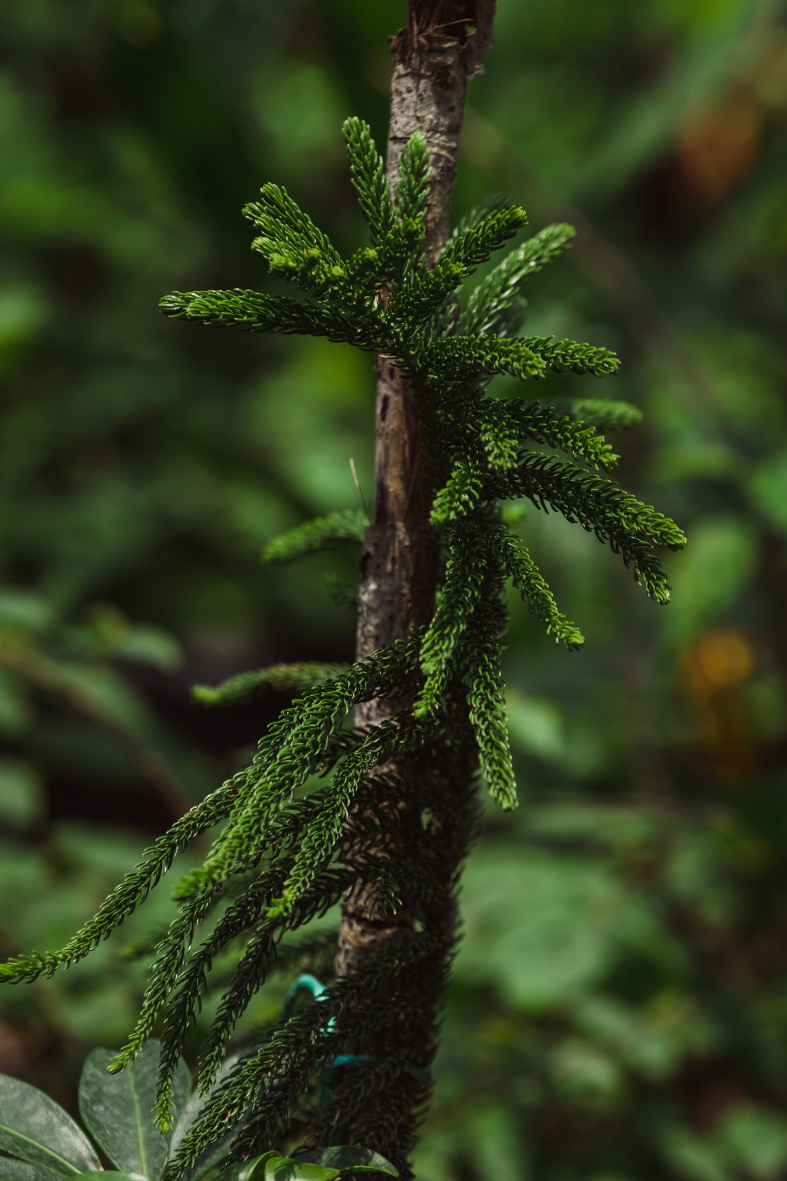 Nikon D5600 sample photo. Fern, pine, greenery photography