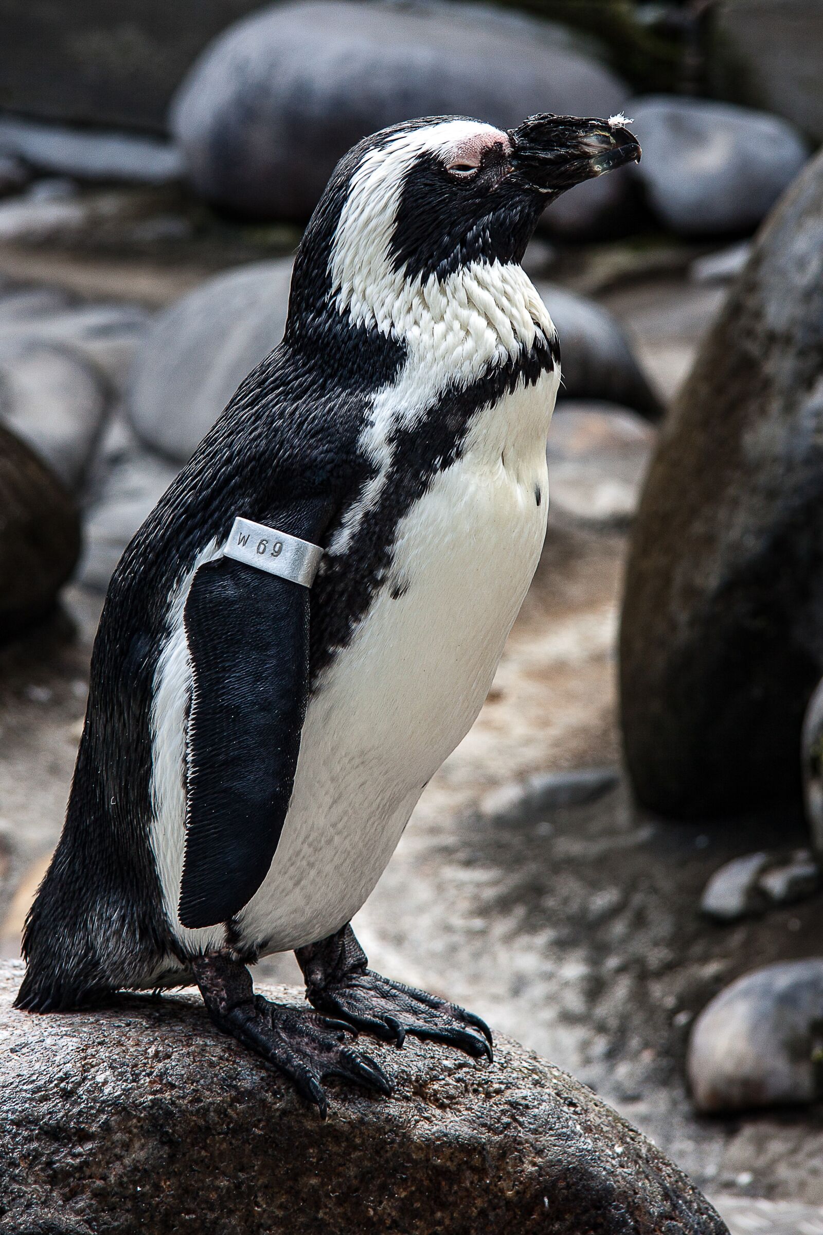 Canon EF-S 17-85mm F4-5.6 IS USM sample photo. Penguin, humboldt penguin, animal photography