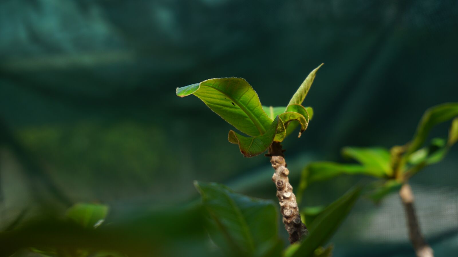Sony a6300 sample photo. Branch, photo, hd photography