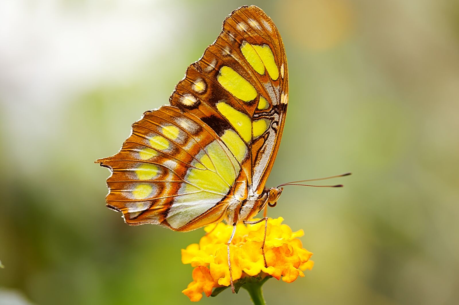 Canon EOS 450D (EOS Rebel XSi / EOS Kiss X2) sample photo. Butterfly, insect, nature photography
