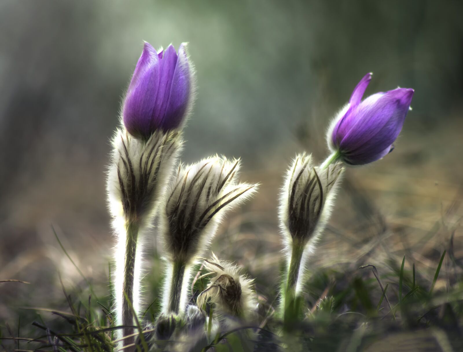 Sony SLT-A58 sample photo. Flowers, spring, nature photography