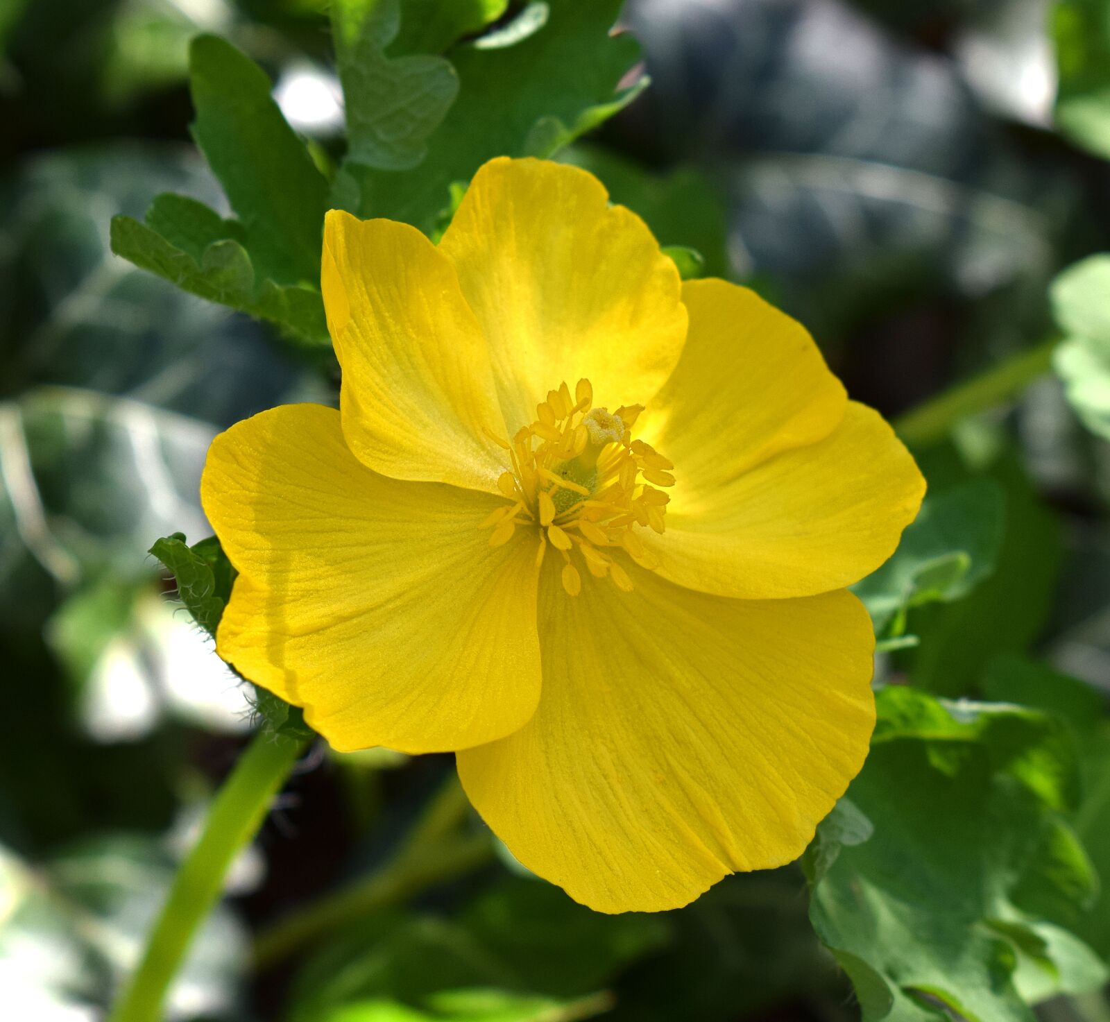 Nikon D3300 sample photo. Wood poppy, celandine, wildflower photography
