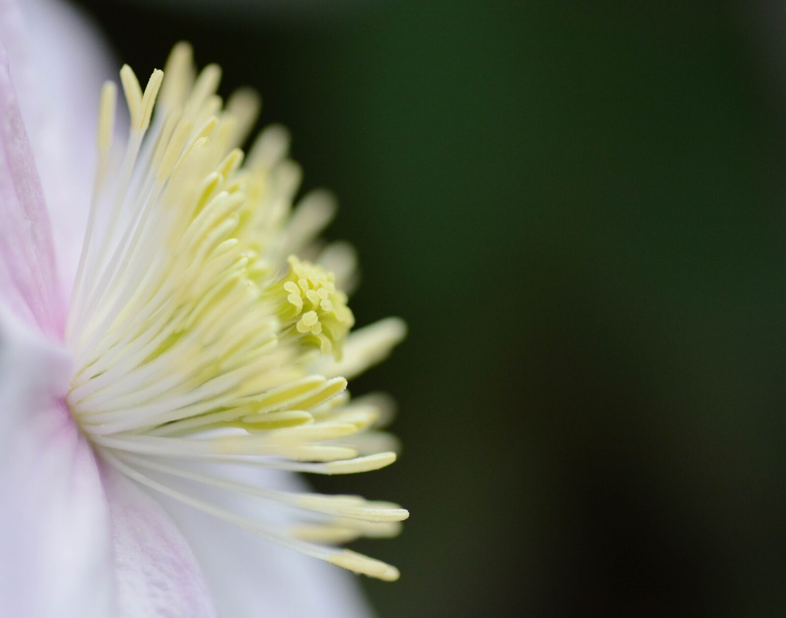 Nikon D7100 sample photo. Macro, flowers, garden photography