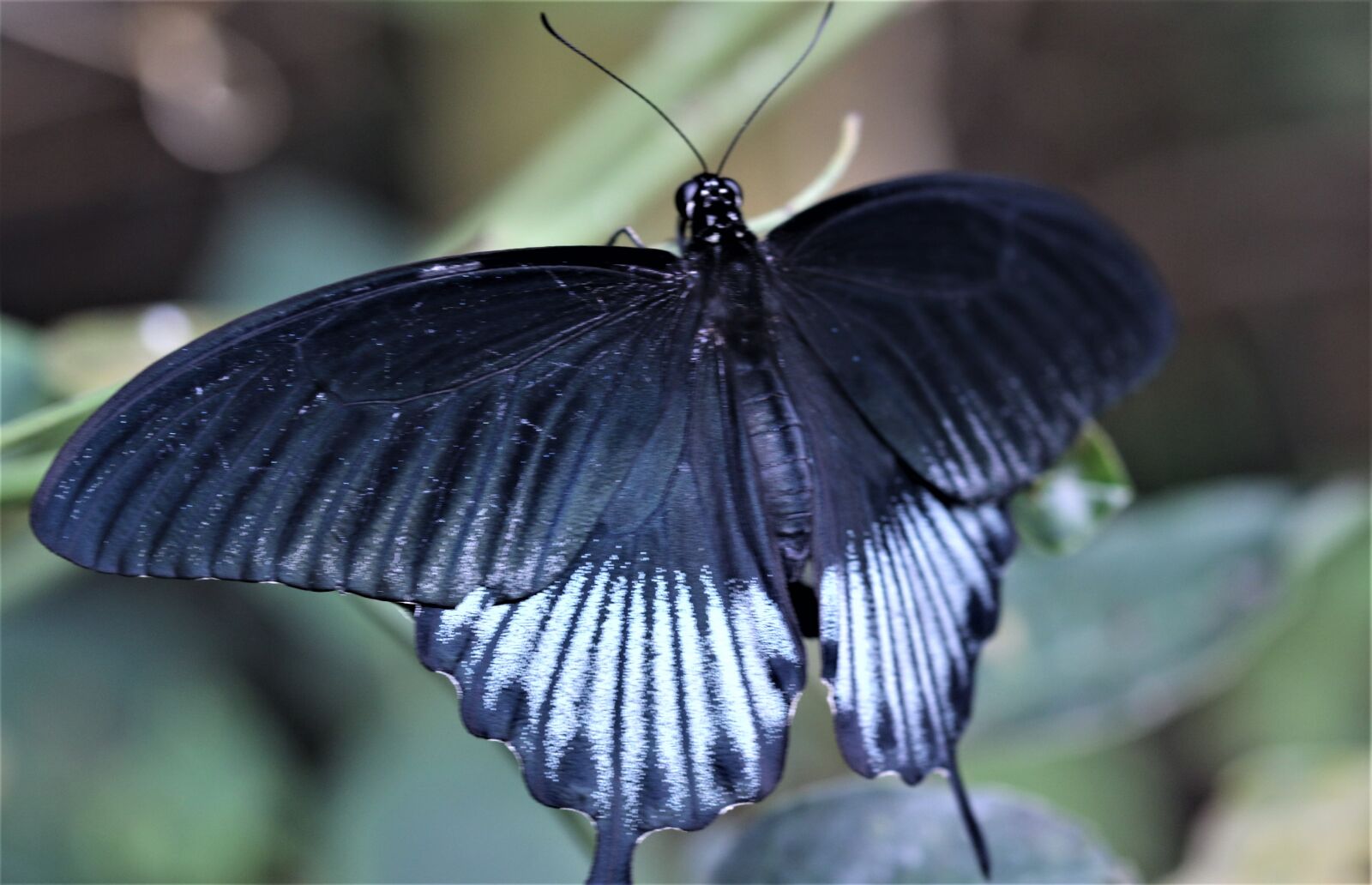 Canon EOS 7D Mark II sample photo. Butterfly, nature, insect photography