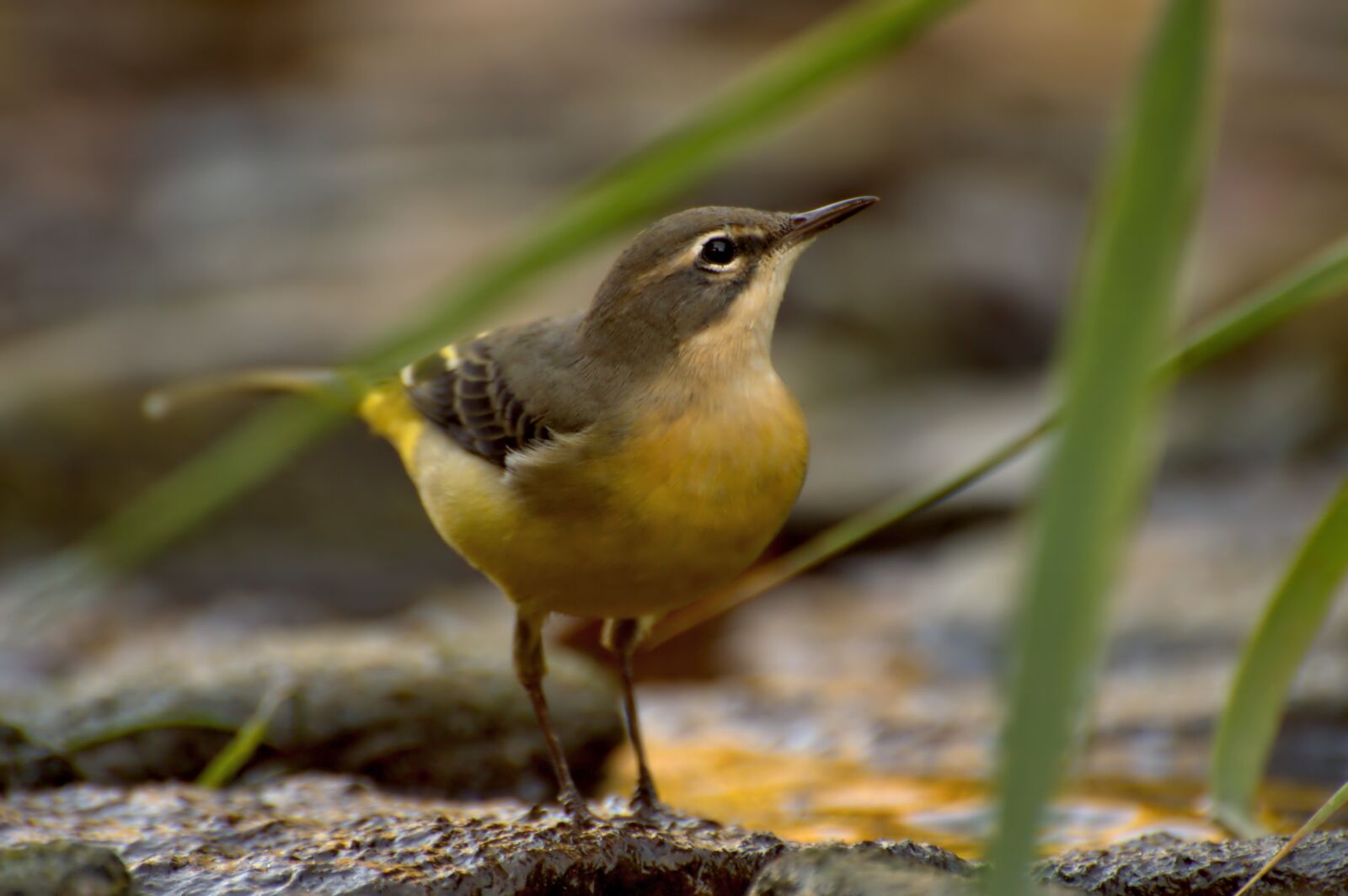 Nikon D3200 sample photo. Grey wagtail, bird, water photography