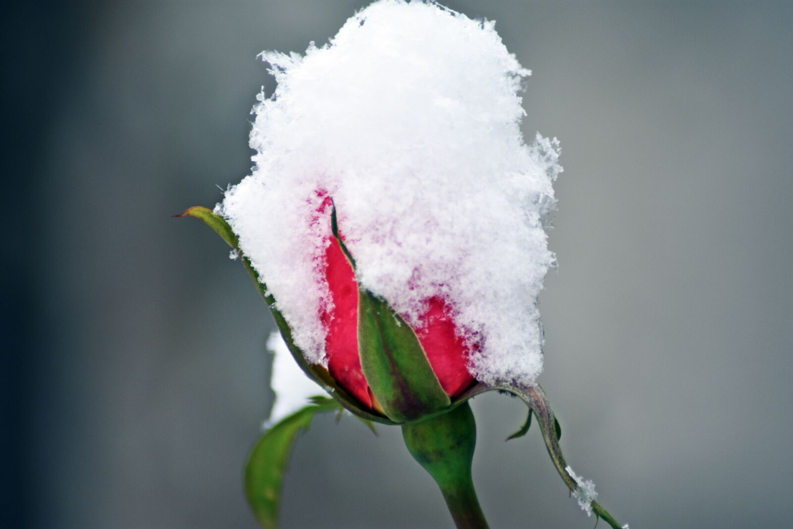 Nikon D3400 sample photo. Rose, snow, winter photography