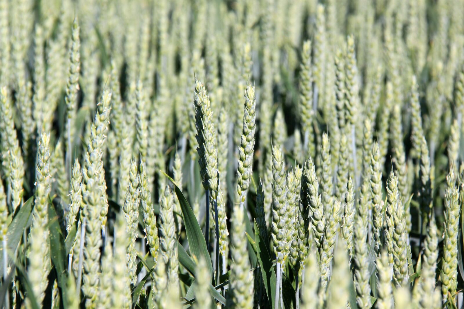 Canon EOS 500D (EOS Rebel T1i / EOS Kiss X3) sample photo. Wheat, summer, field photography