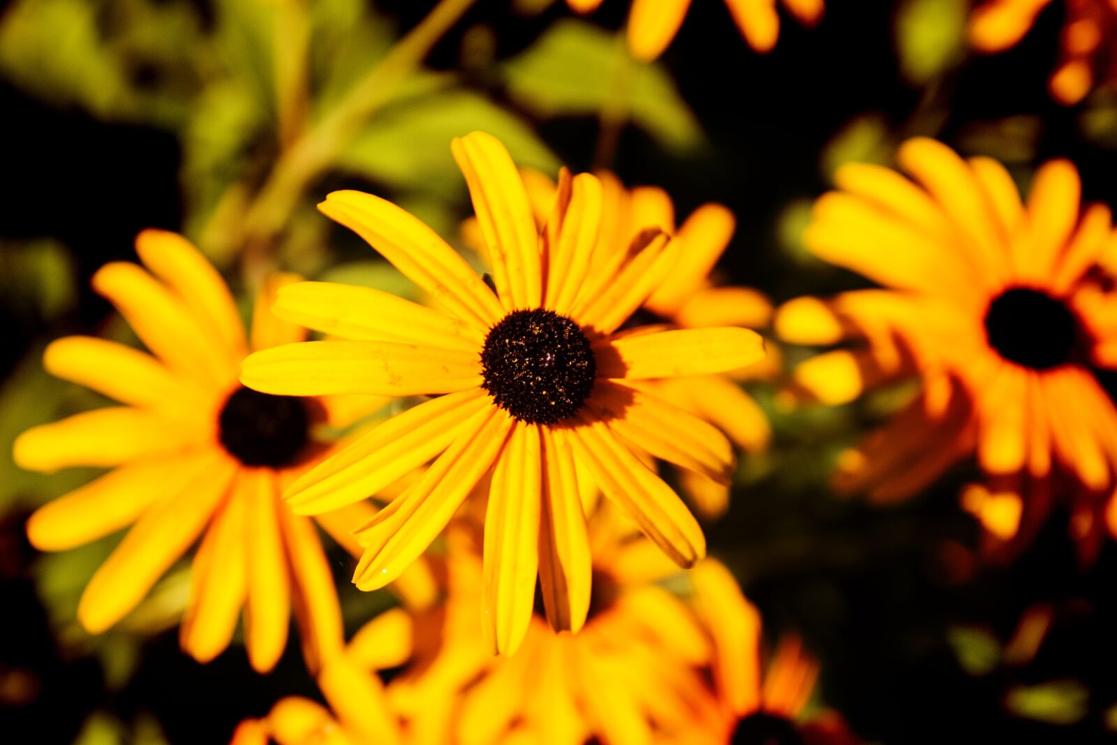 Canon 17-70mm F2.8-4 DC MACRO OS HSM | Contemporary 013 sample photo. Yellow, flower, close up photography