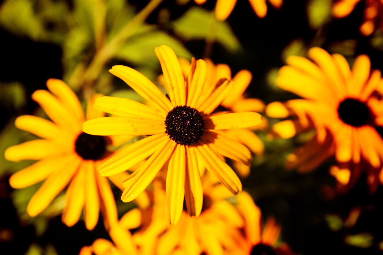 Canon EOS 60D sample photo. Yellow, flower, close up photography