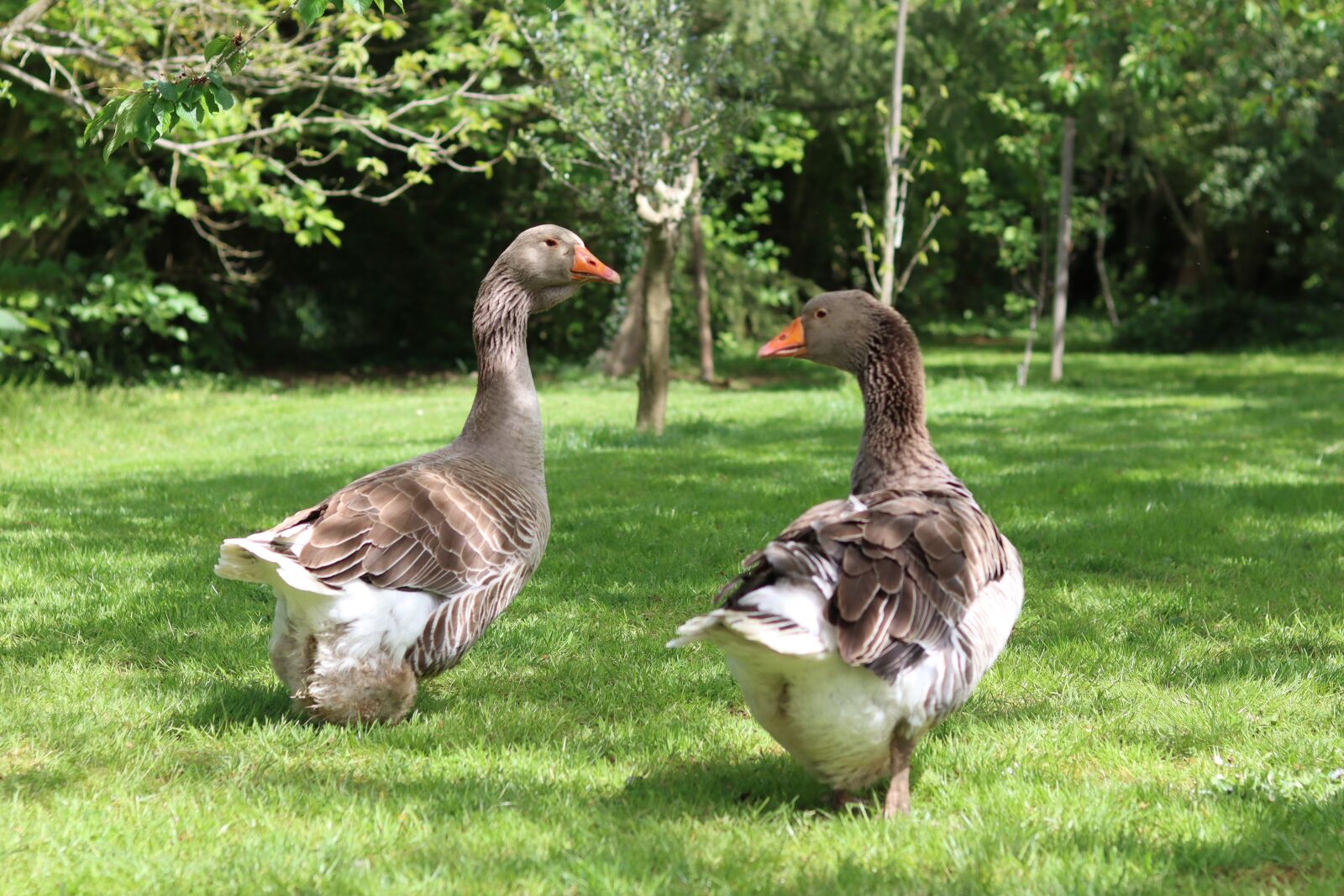 Canon EOS 90D + Canon EF 50mm F1.8 STM sample photo. Geese, backyard, farm photography