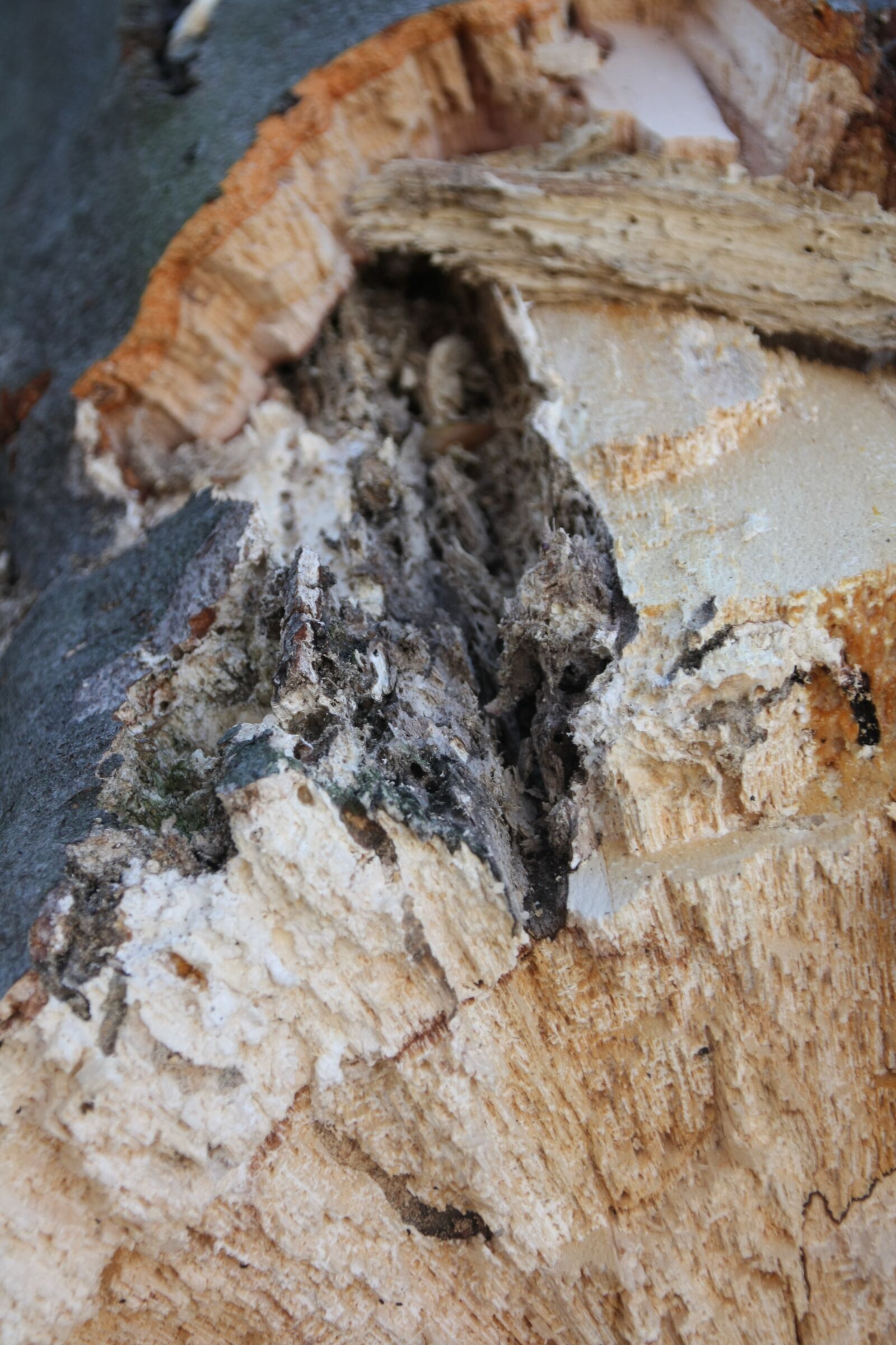 Canon EOS 450D (EOS Rebel XSi / EOS Kiss X2) sample photo. Wood, fungus, rot photography