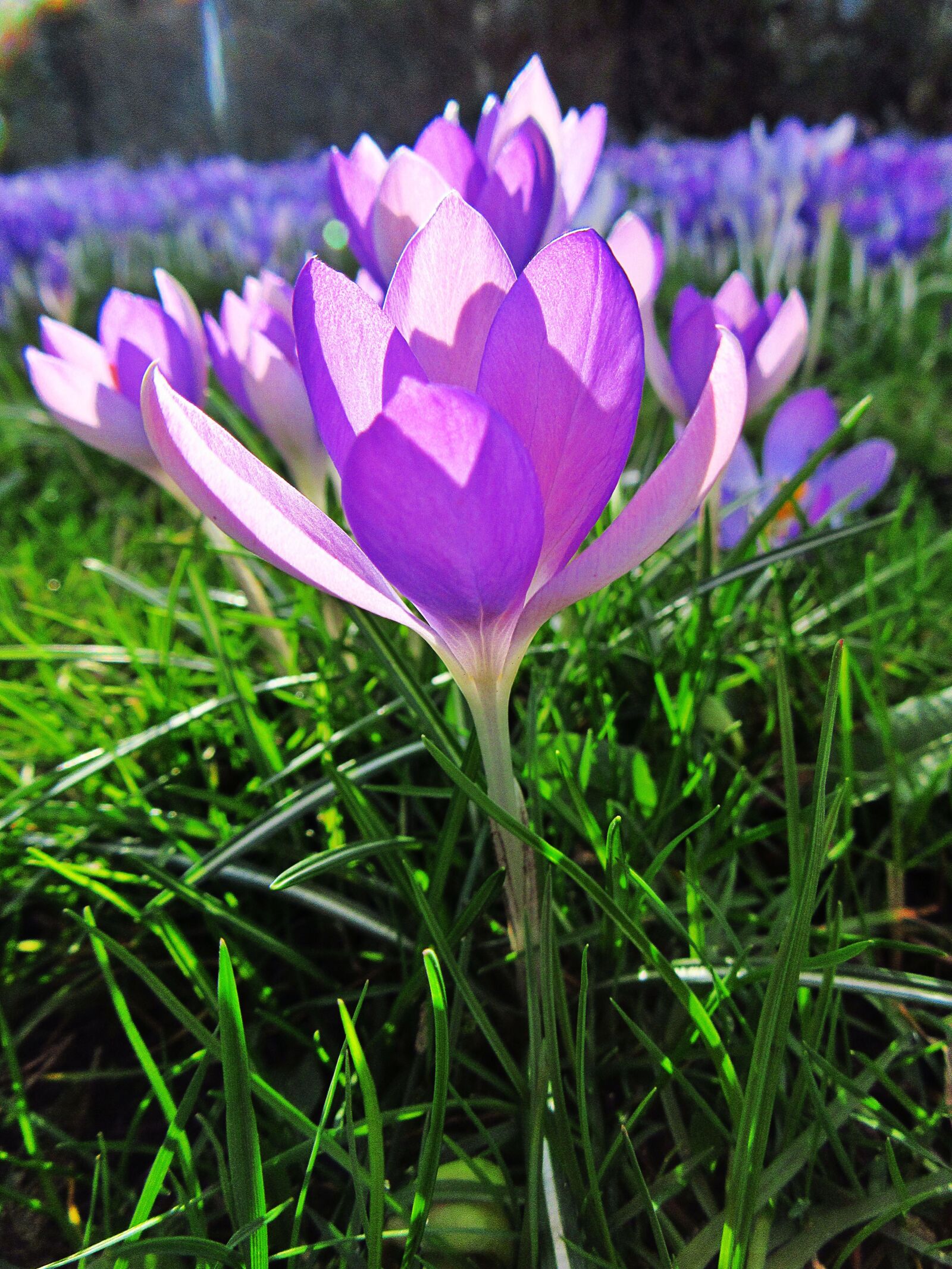 Canon PowerShot SX610 HS sample photo. Crocus, lilac, petals photography