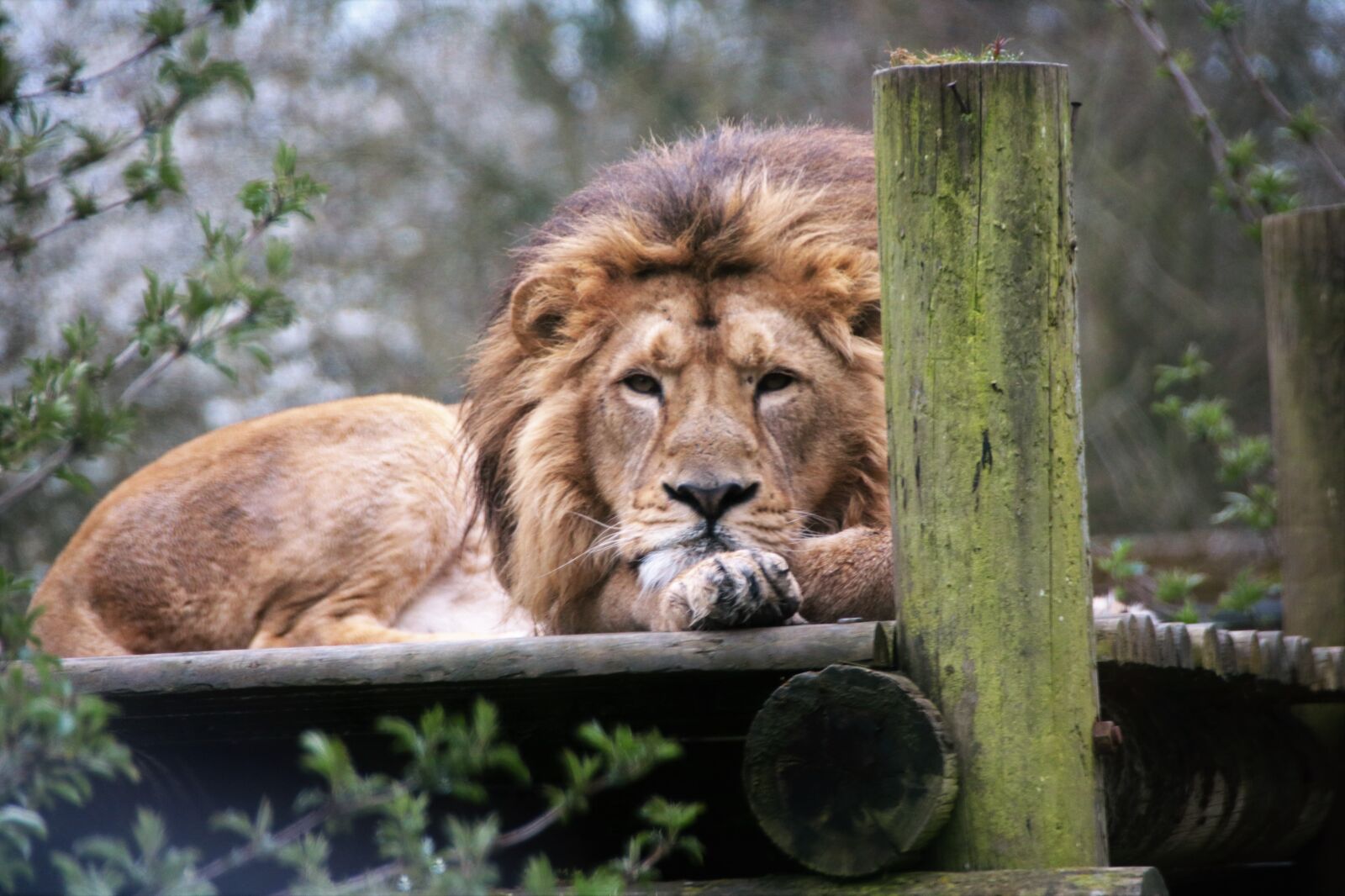Canon EOS 760D (EOS Rebel T6s / EOS 8000D) sample photo. Lion, king, majestic photography