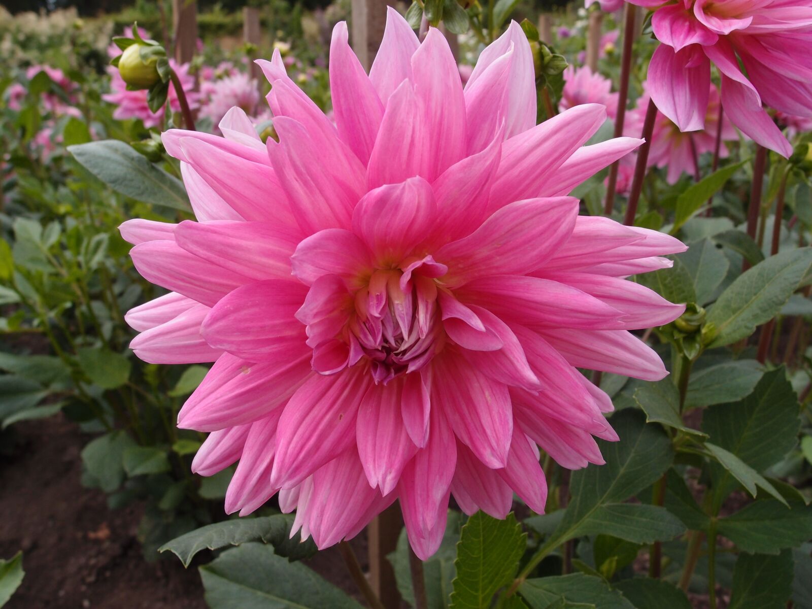 Olympus XZ-1 sample photo. Flower, pink, pink flower photography