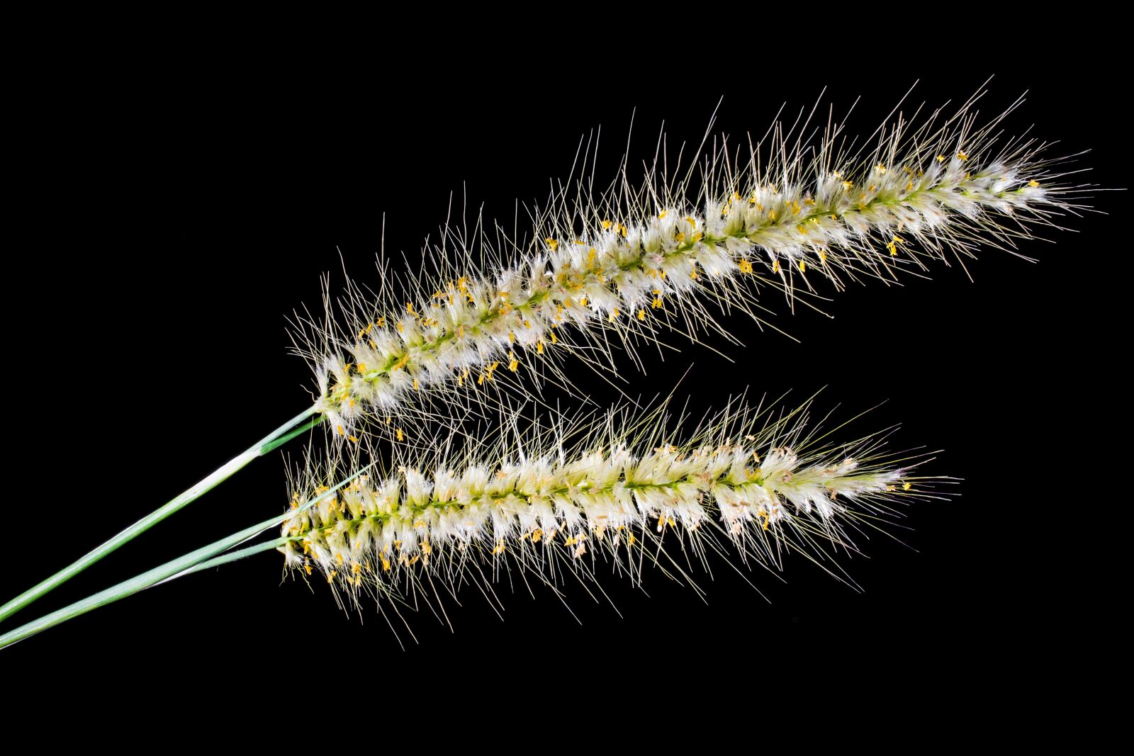 Nikon D5200 sample photo. Wild grasses, grasses, spike photography