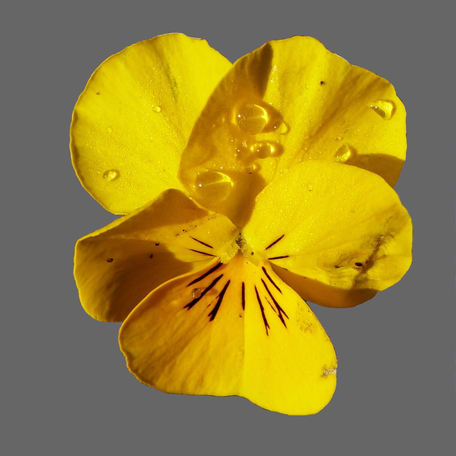 Panasonic Lumix DMC-FZ150 sample photo. Pansy, blossom, bloom photography