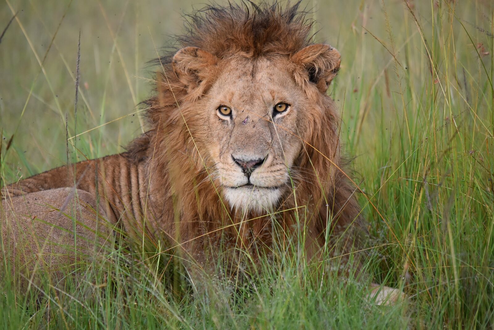 Nikon D750 sample photo. Lion, wildlife, nature photography