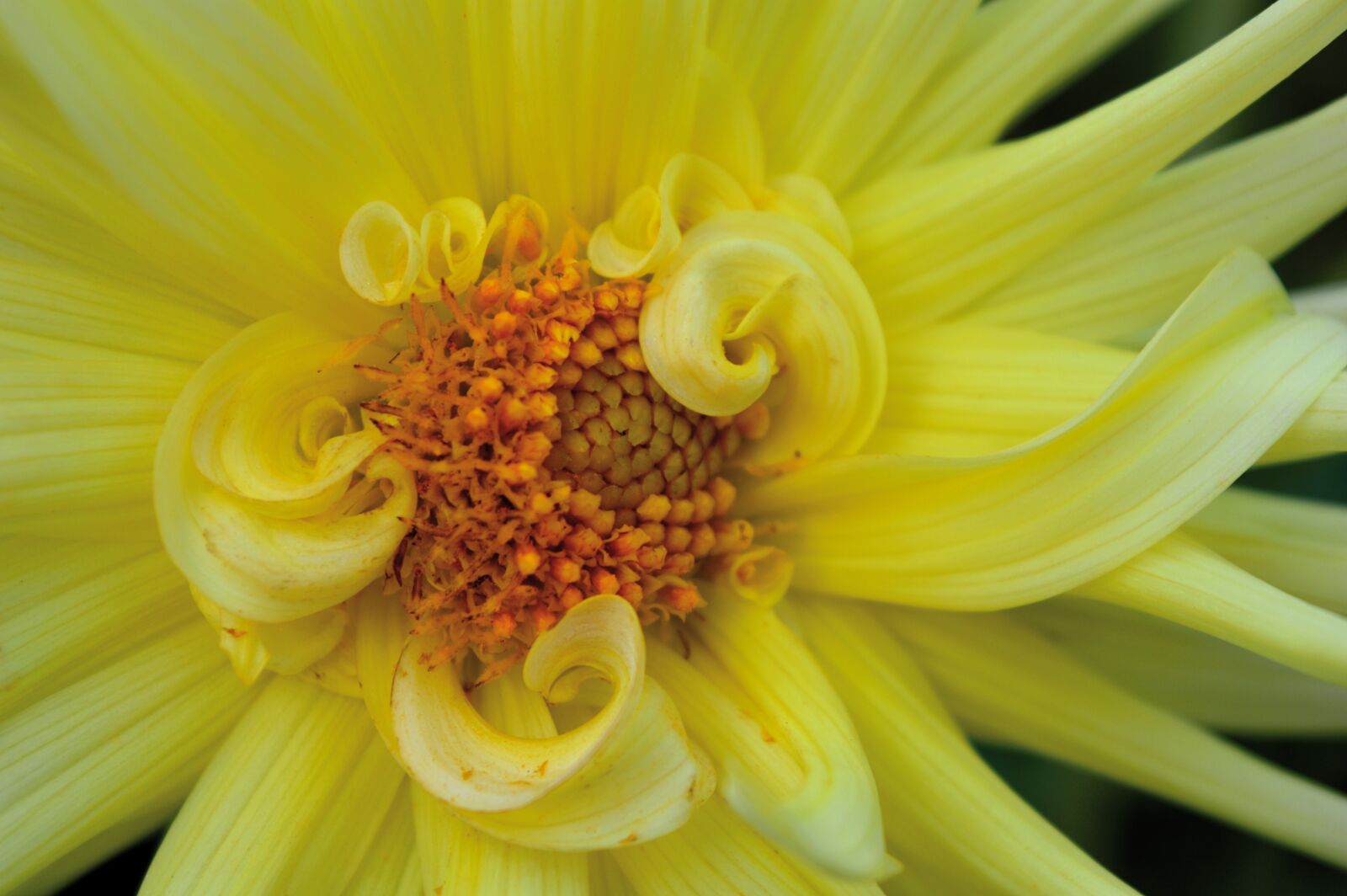 Nikon D3200 sample photo. Dahlia, yellow, close up photography