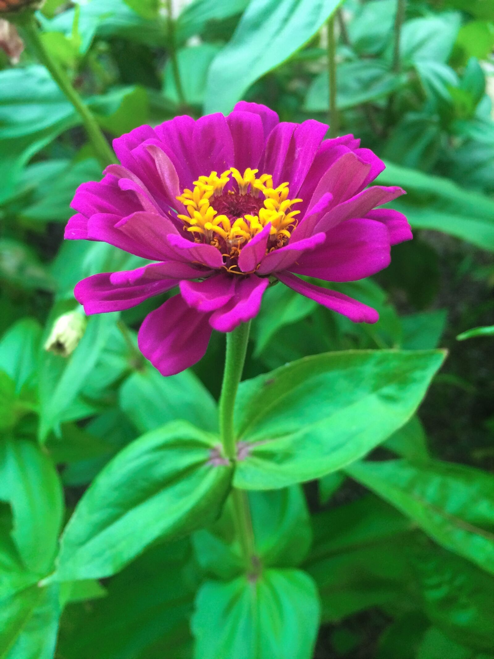 iPhone 5s back camera 4.15mm f/2.2 sample photo. Flowers, dahlia, pink photography
