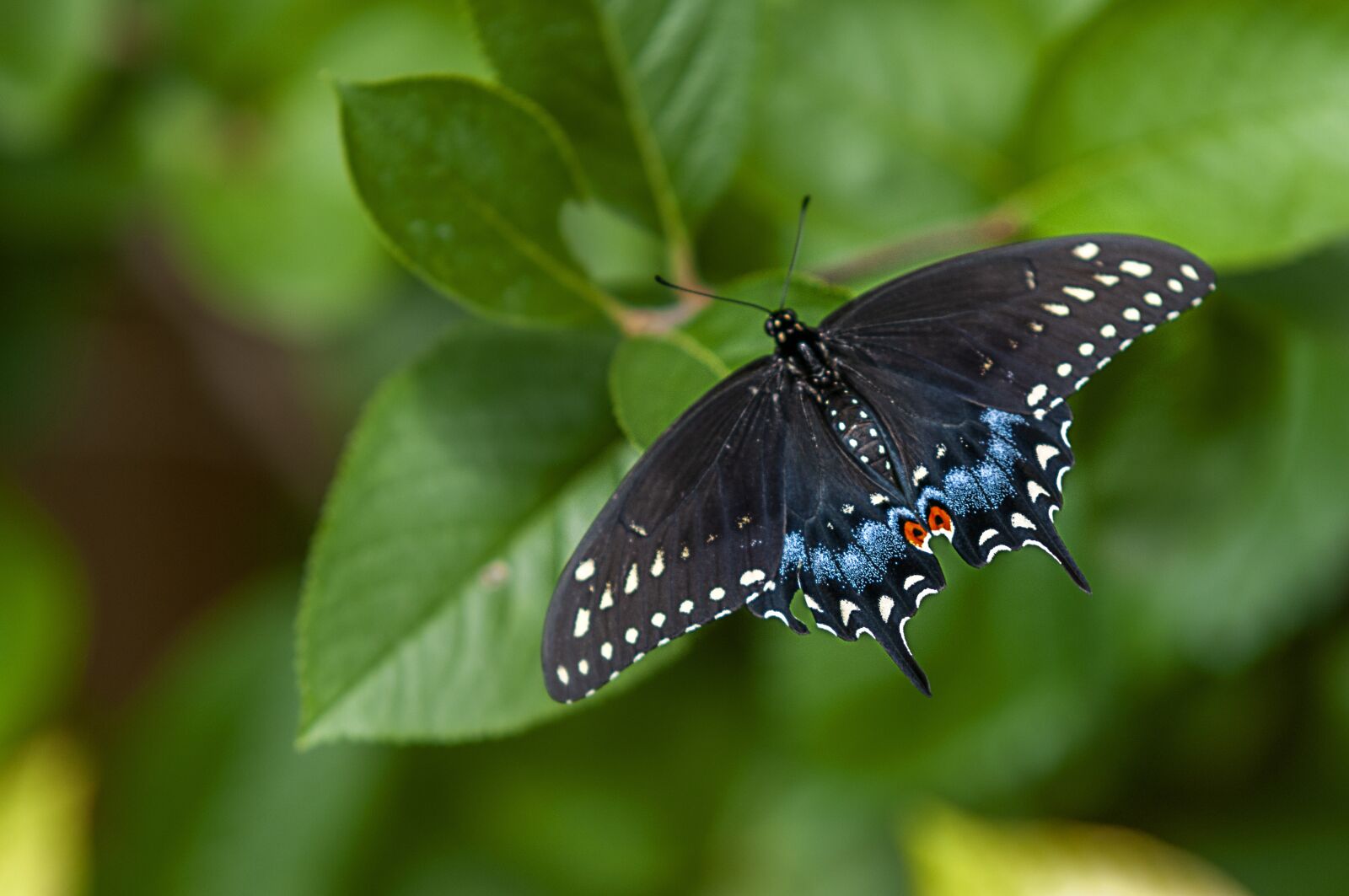 Nikon D300 sample photo. Butterfly, dovetail, nature photography