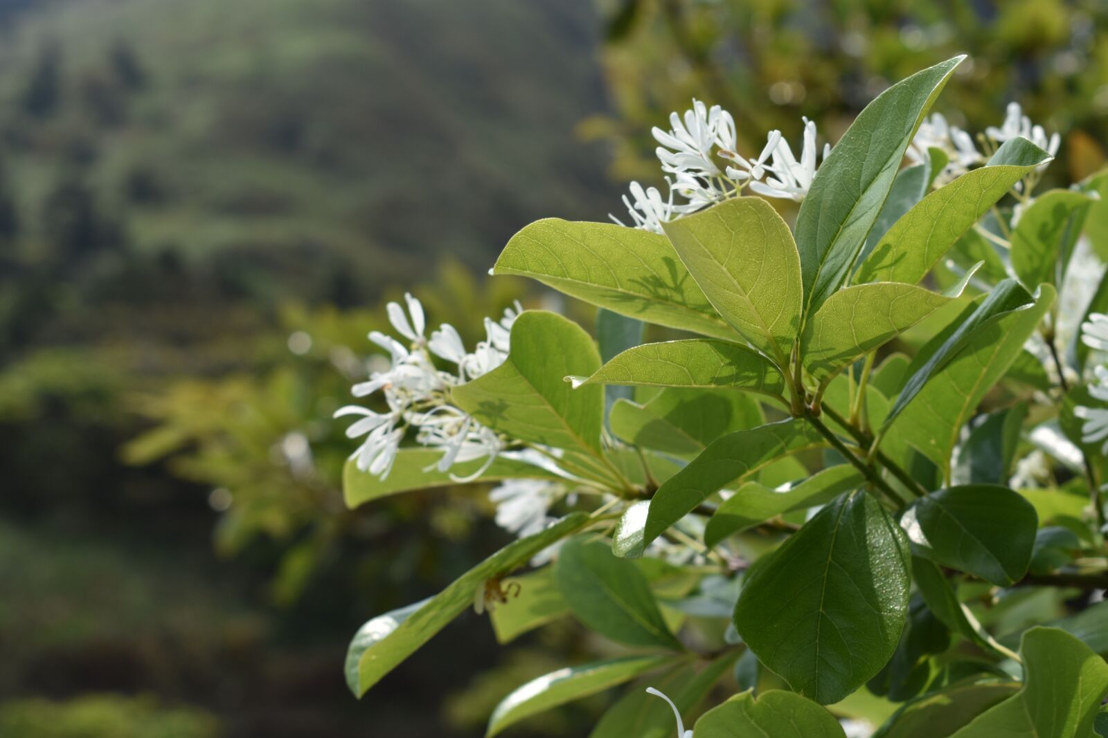 Nikon D3400 sample photo. Nature, flora, leaf photography