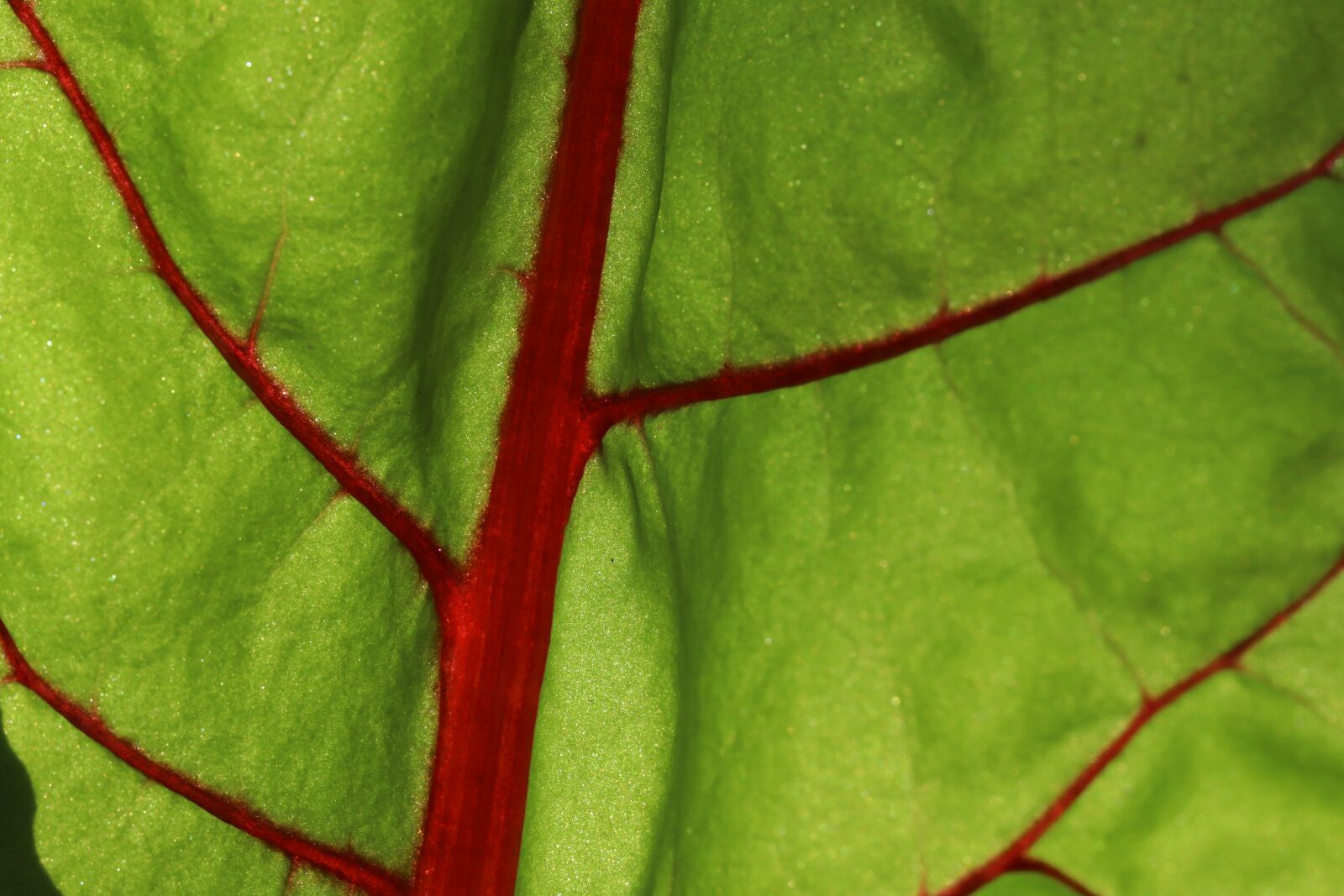 Canon EOS 200D (EOS Rebel SL2 / EOS Kiss X9) sample photo. Leaf, plant, background photography