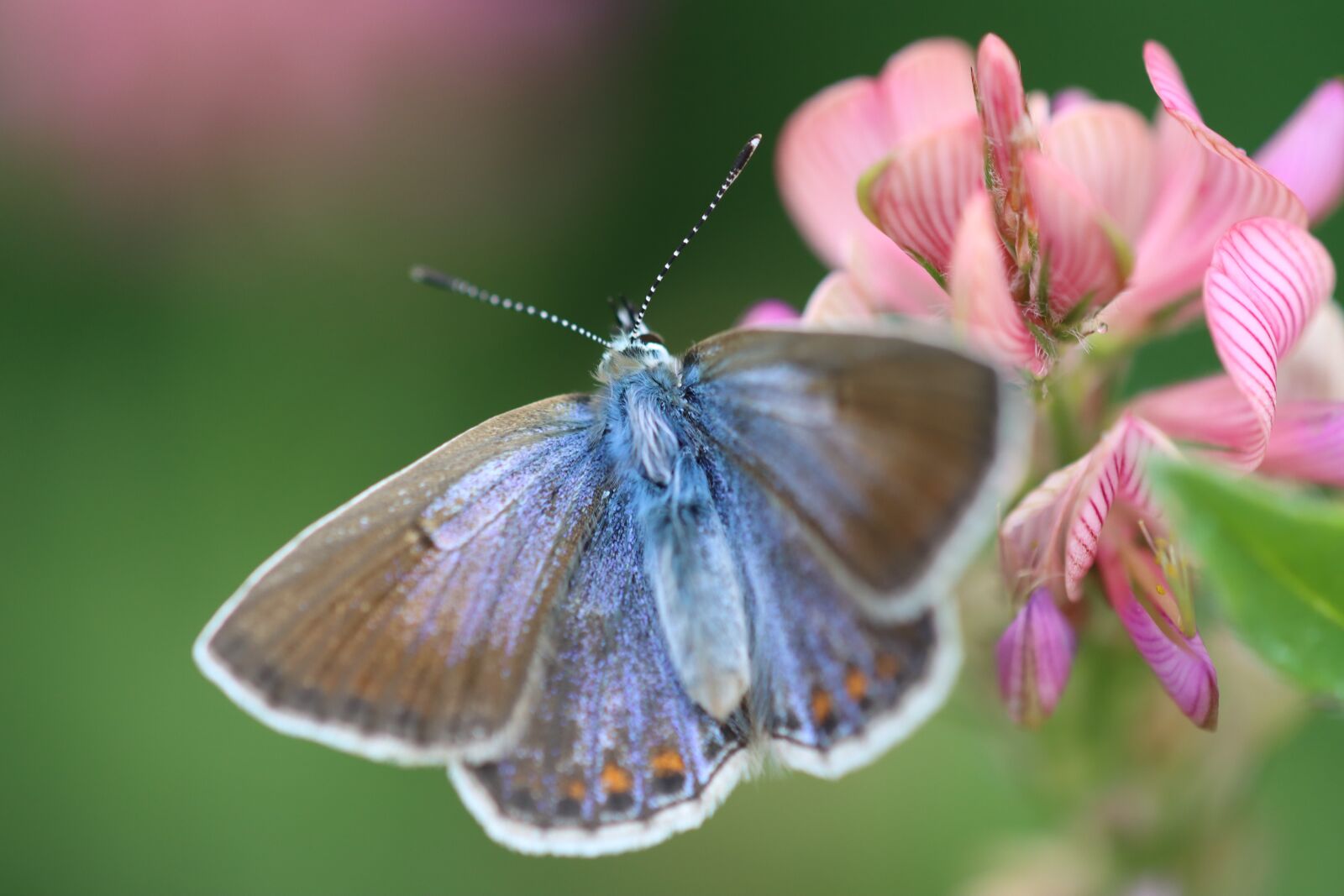 Canon EOS 90D sample photo. Drexel, common blue, butterfly photography