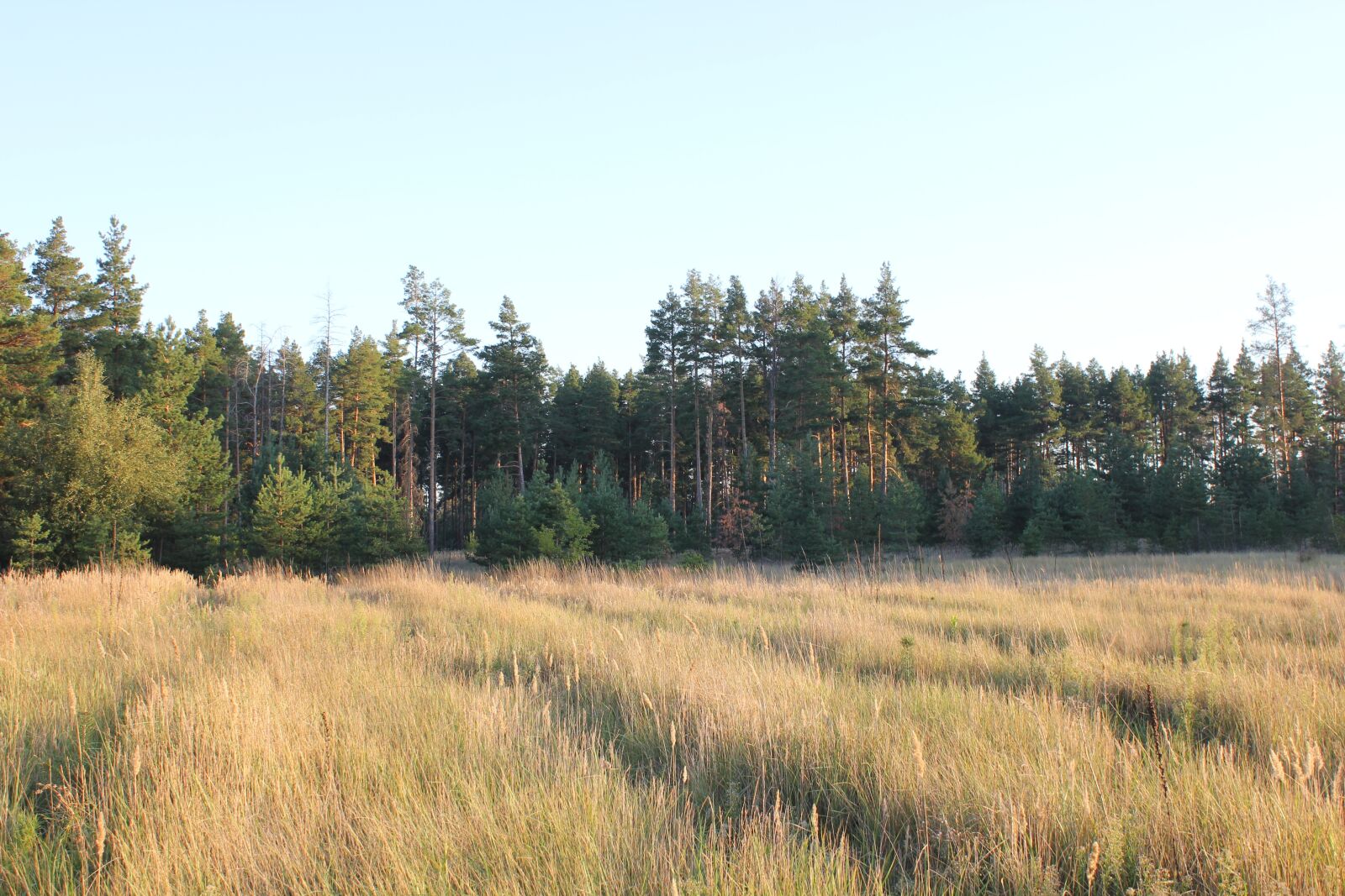 Canon EOS 550D (EOS Rebel T2i / EOS Kiss X4) sample photo. Pine, field, landscape photography
