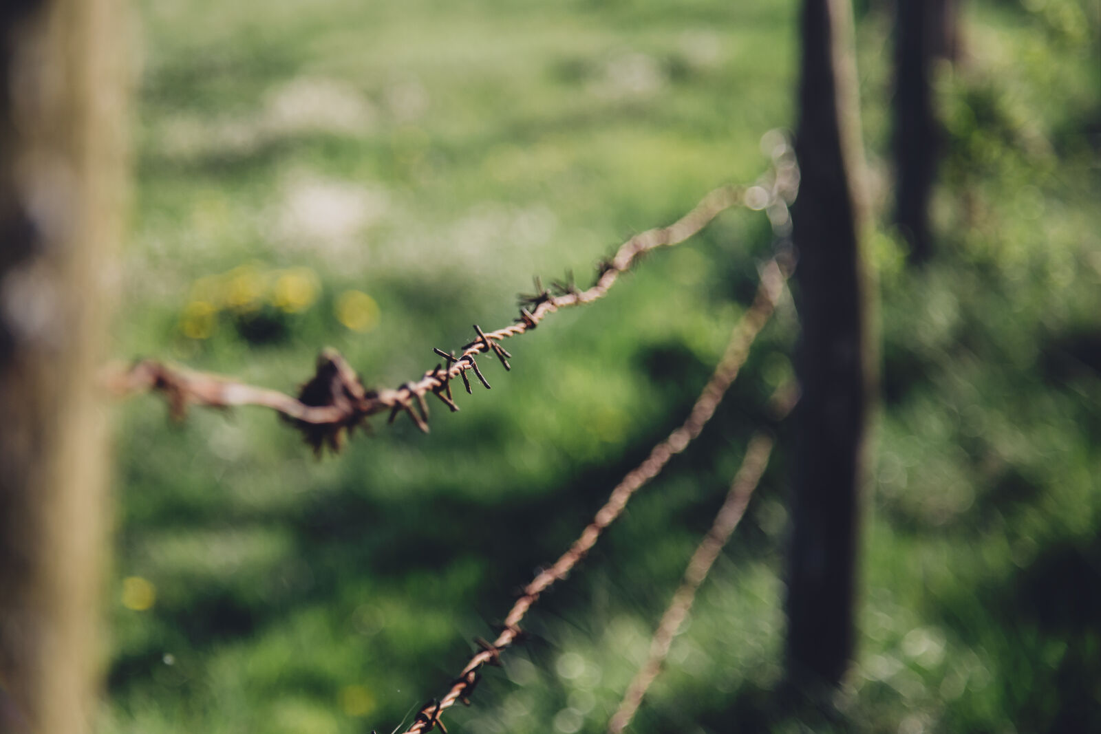 Canon EF 24-105mm F4L IS USM sample photo. Blur, detail, fence, grass photography