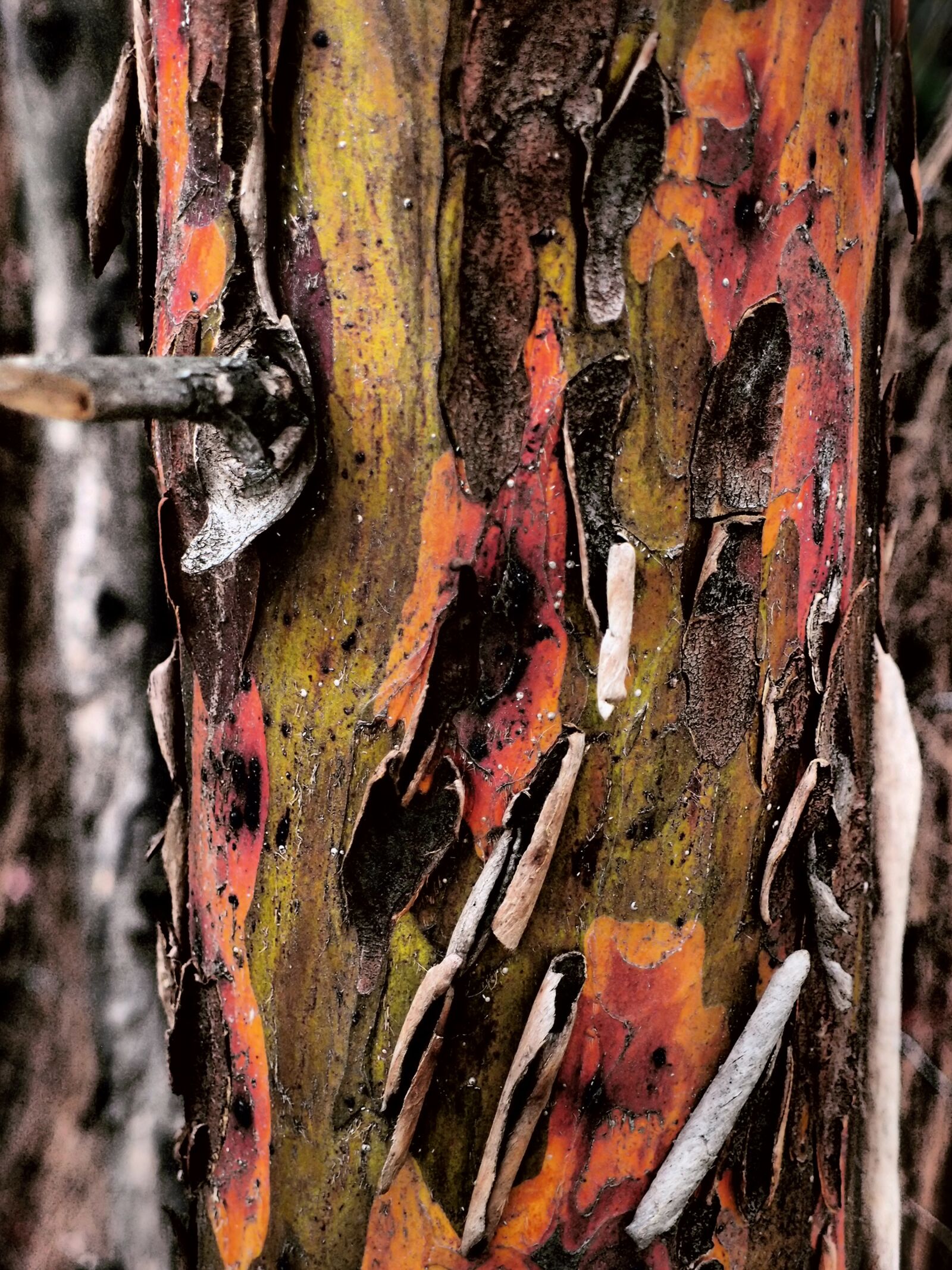 Olympus XZ-1 sample photo. Bark, texture, wood photography