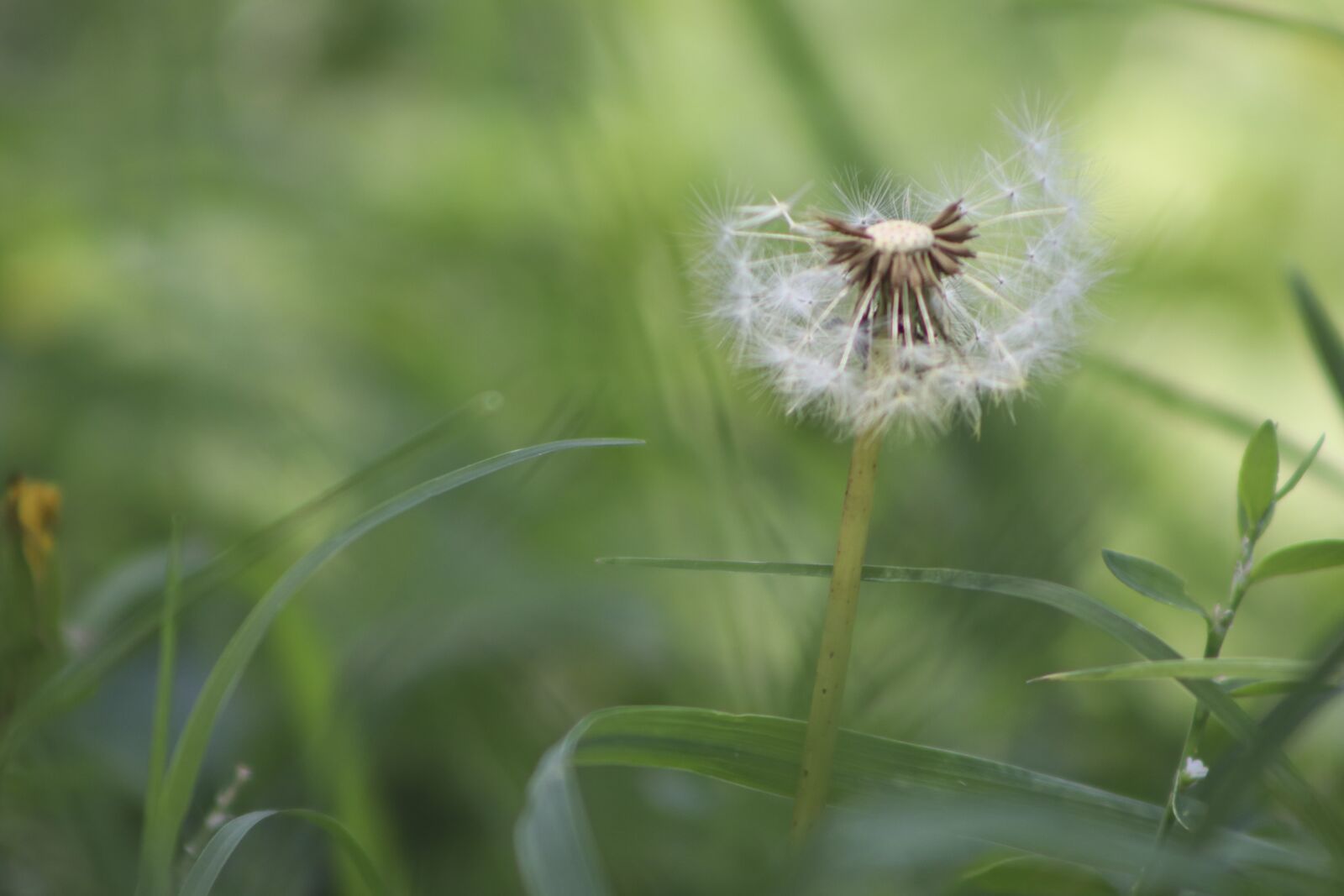Canon EF-S 18-135mm F3.5-5.6 IS USM sample photo. Green, plant, nature photography