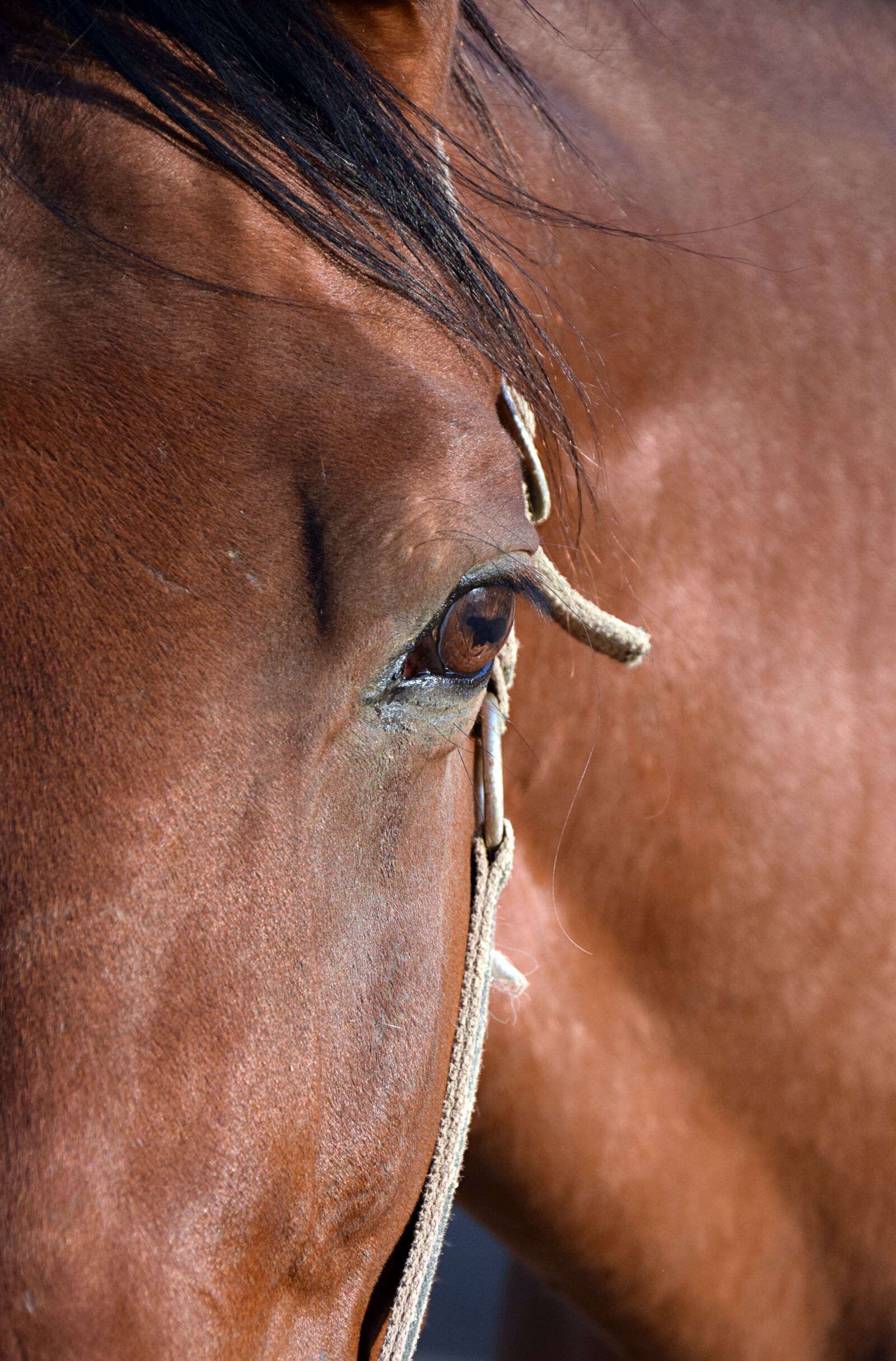 Nikon D3300 sample photo. Horse, eye, portrait photography