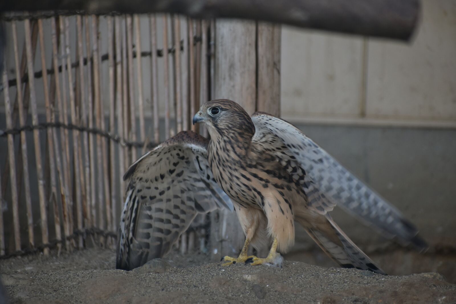 Nikon D7200 sample photo. Animal, bird, wild birds photography