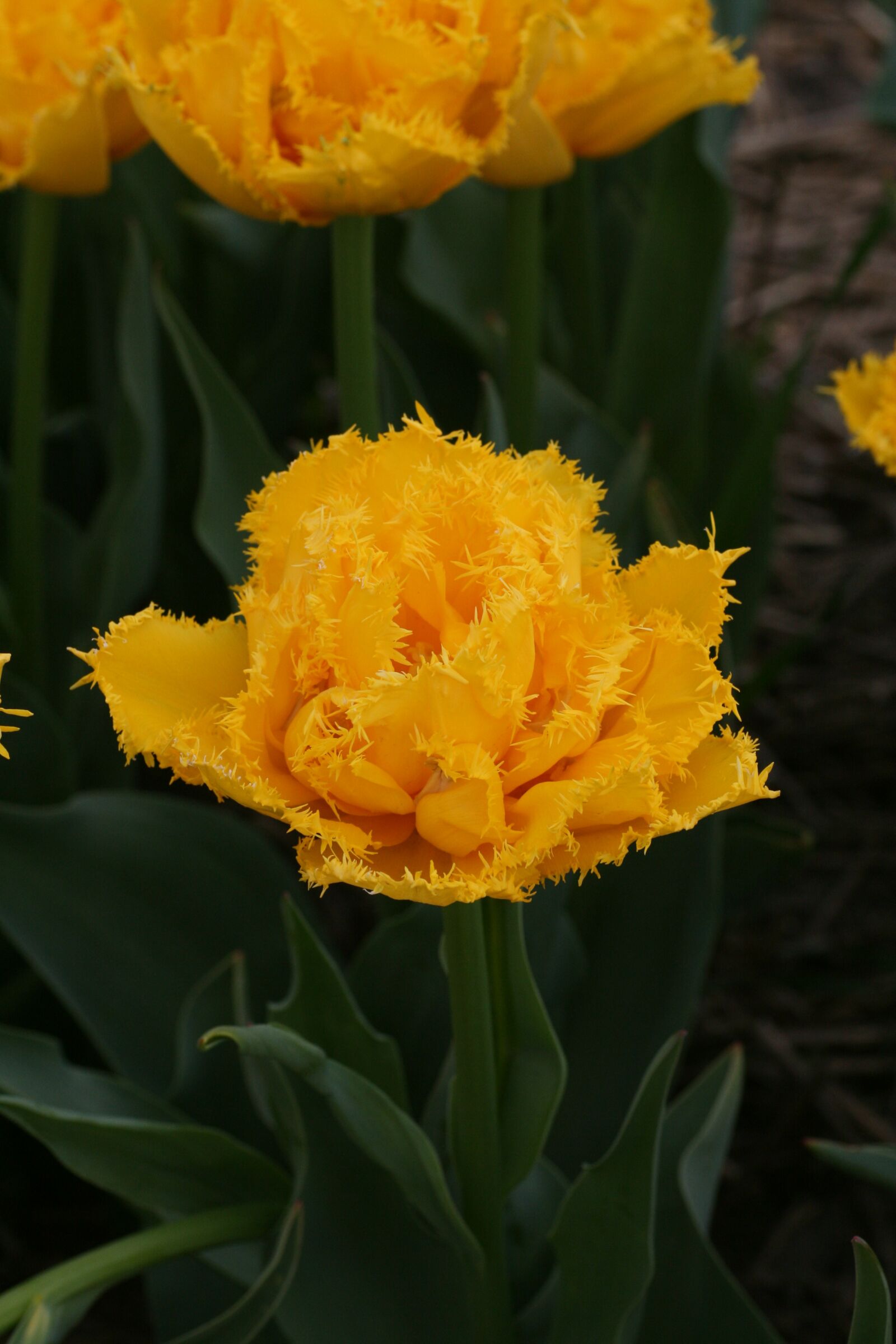 Canon EOS 400D (EOS Digital Rebel XTi / EOS Kiss Digital X) sample photo. Tulip, spring, yellow photography