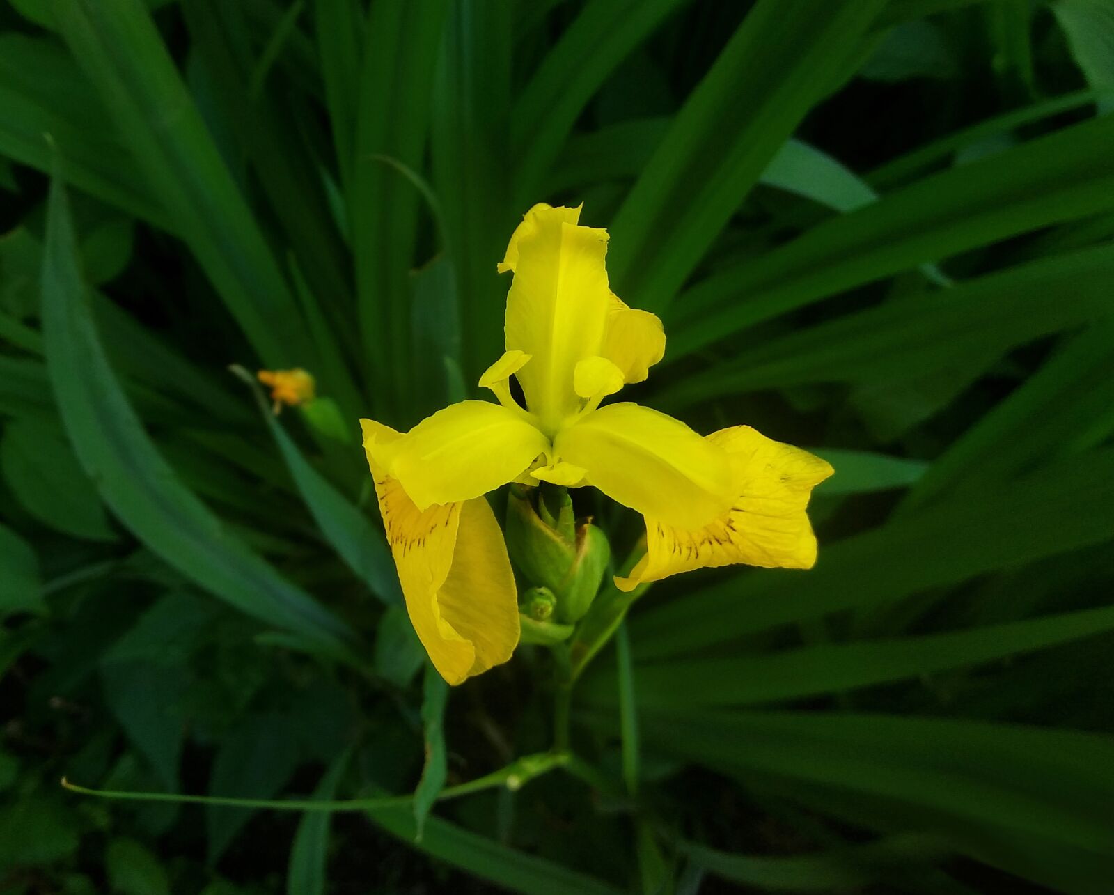Xiaomi Redmi Note 4 sample photo. Iris, yellow, grass photography