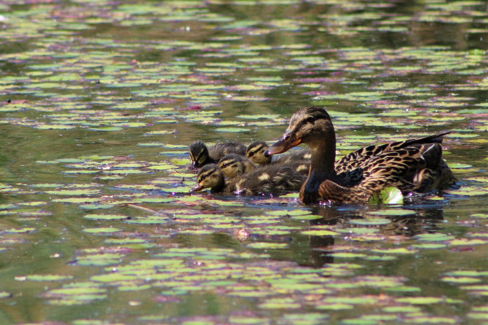 Canon EF75-300mm f/4-5.6 sample photo. Duck, bird, nature photography