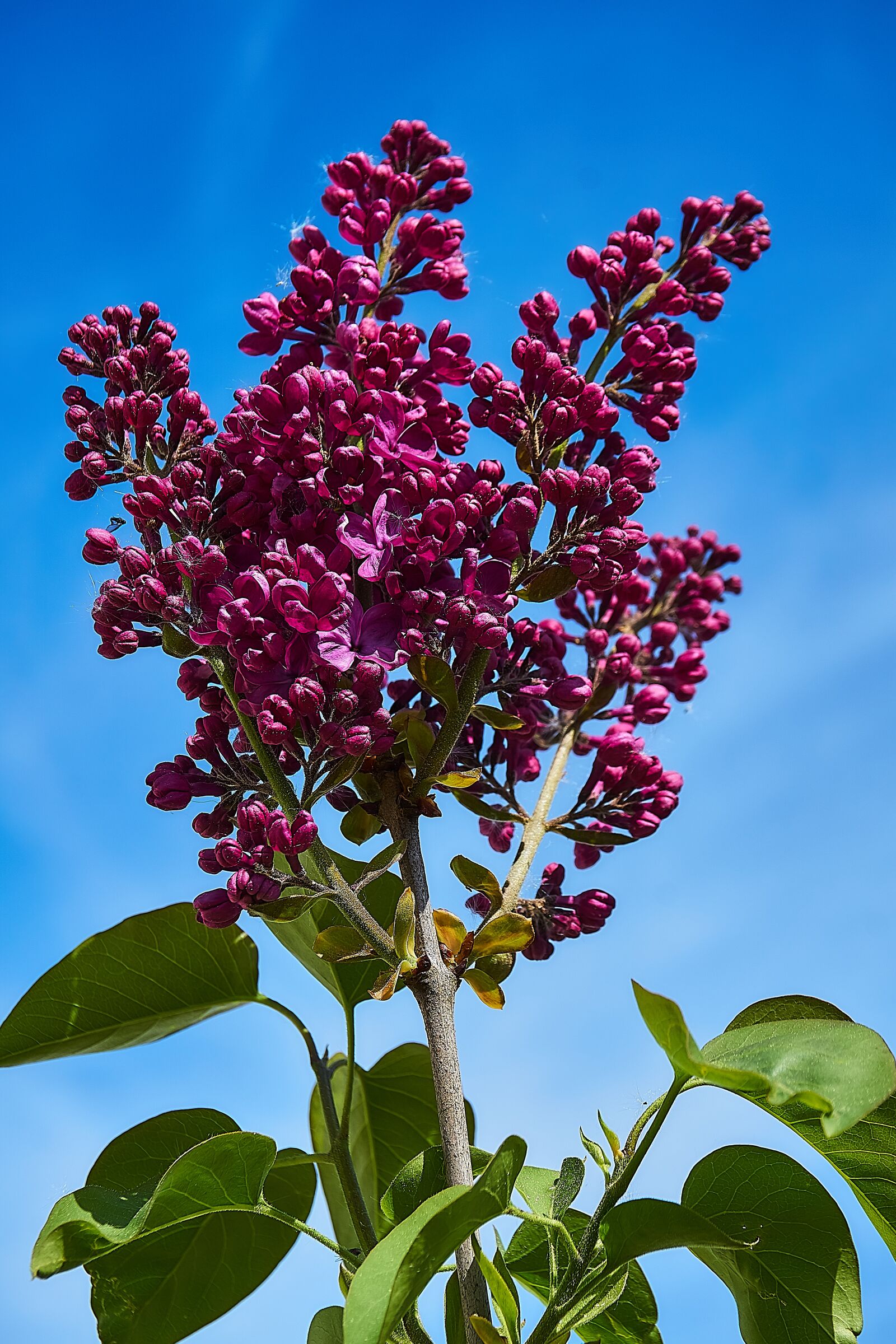 Sony a6000 sample photo. Lilac, flowers, purple photography