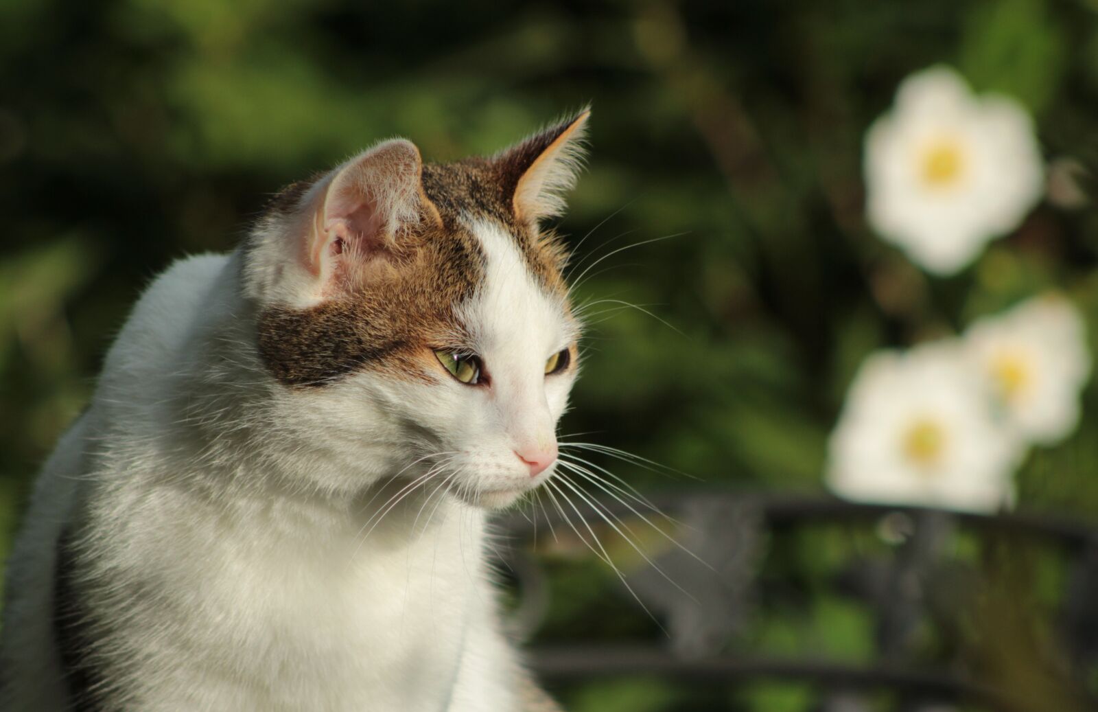 Canon EOS 600D (Rebel EOS T3i / EOS Kiss X5) sample photo. Cat, cats, pet photography